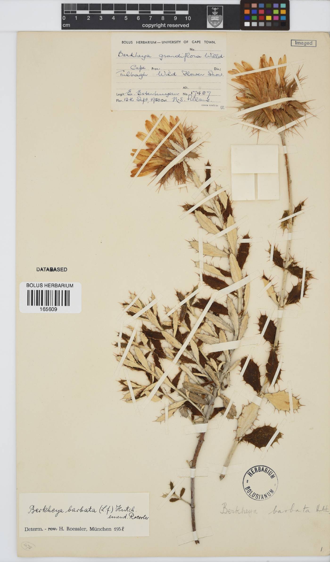Berkheya barbata image