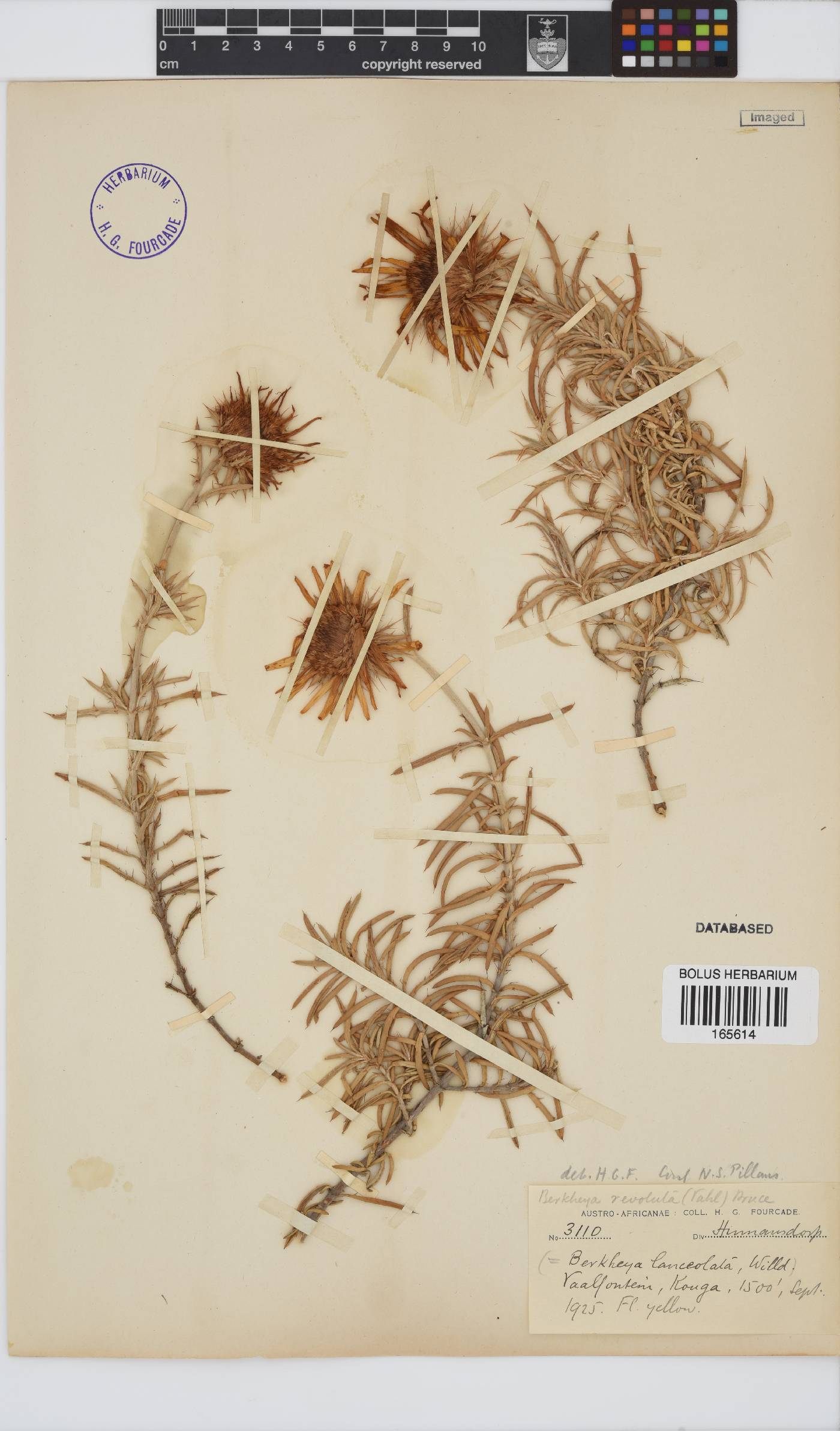 Berkheya angustifolia image