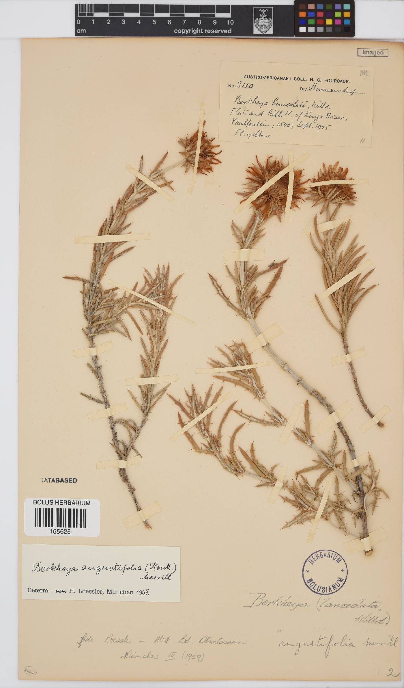 Berkheya angustifolia image