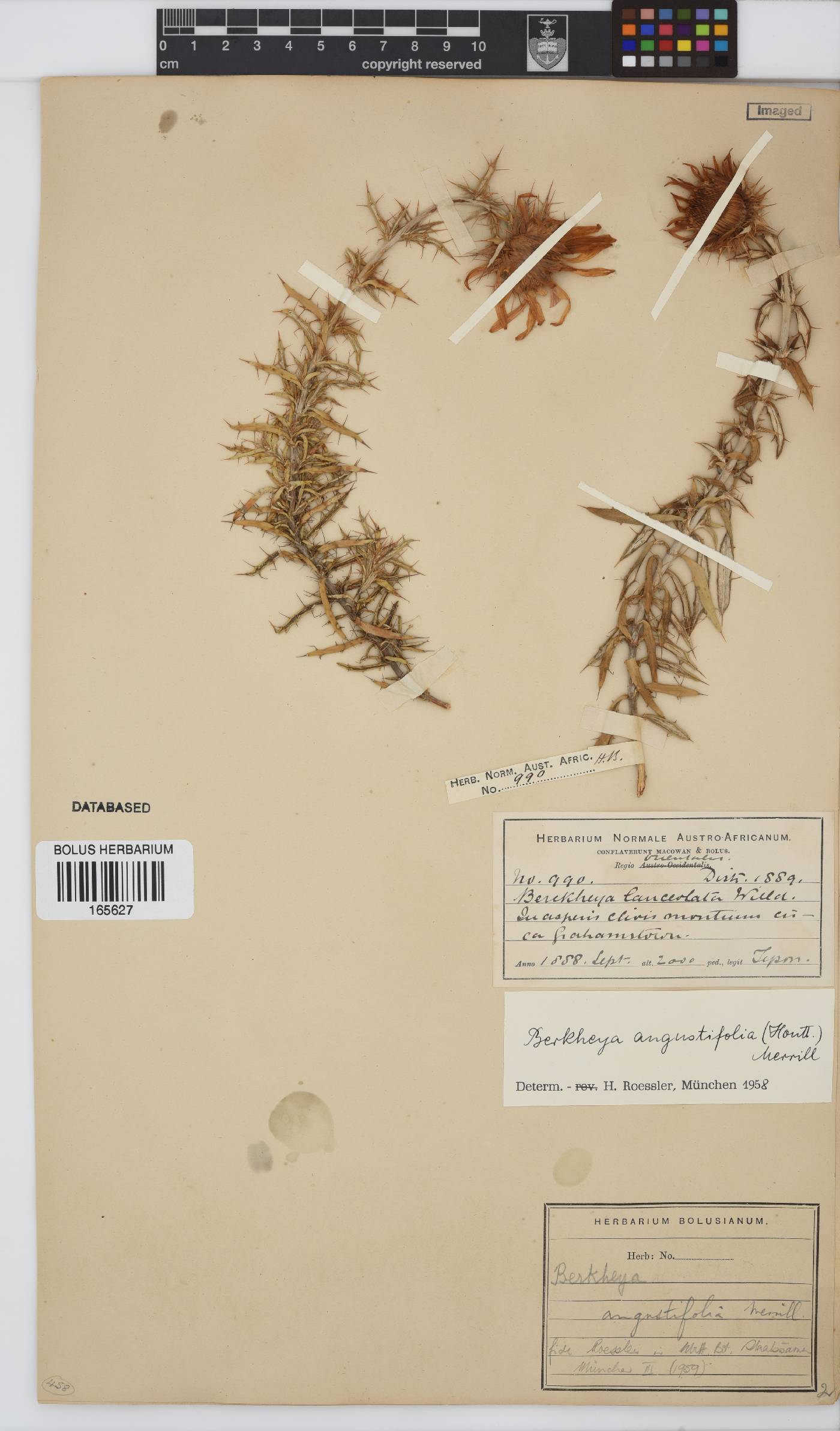 Berkheya angustifolia image