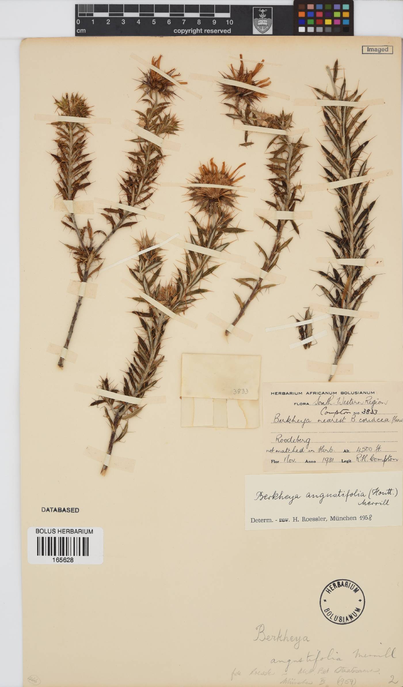 Berkheya angustifolia image