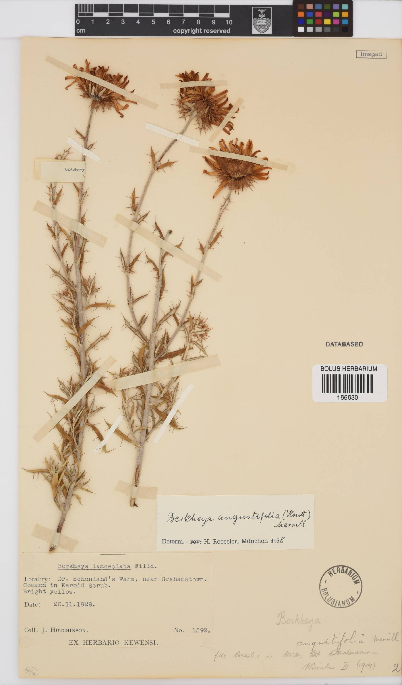 Berkheya angustifolia image