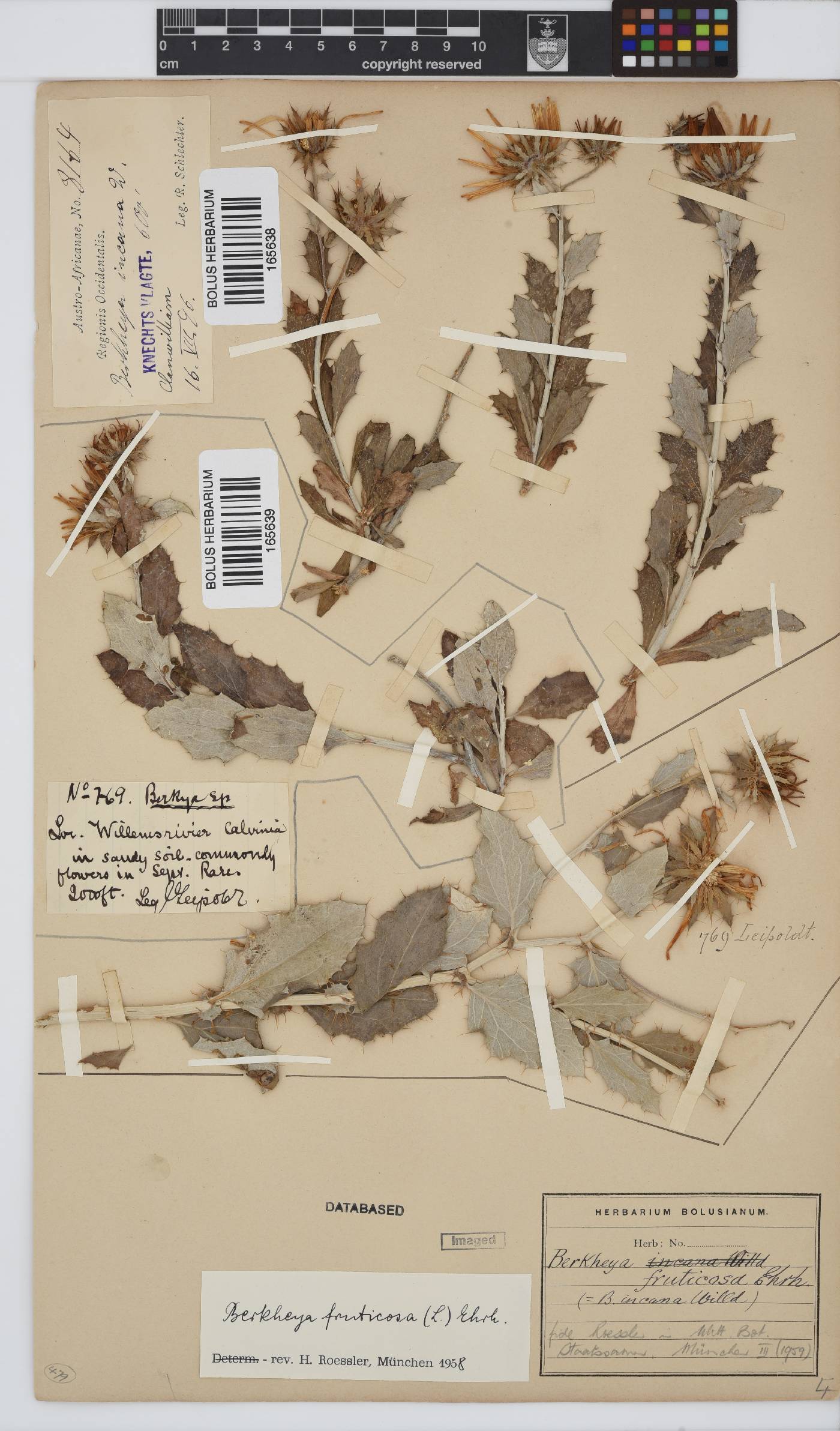 Berkheya fruticosa image