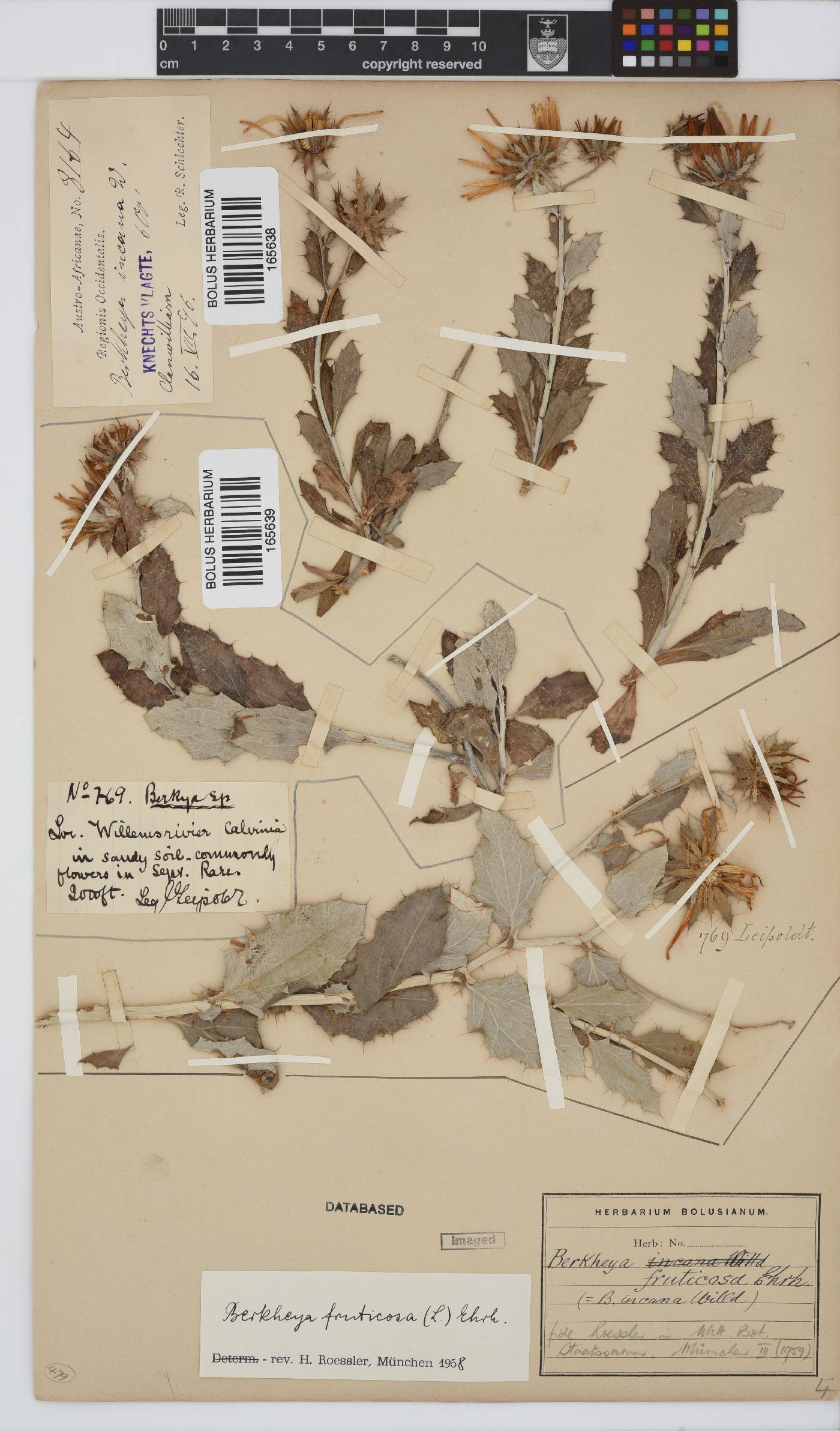 Berkheya fruticosa image