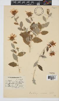 Berkheya fruticosa image