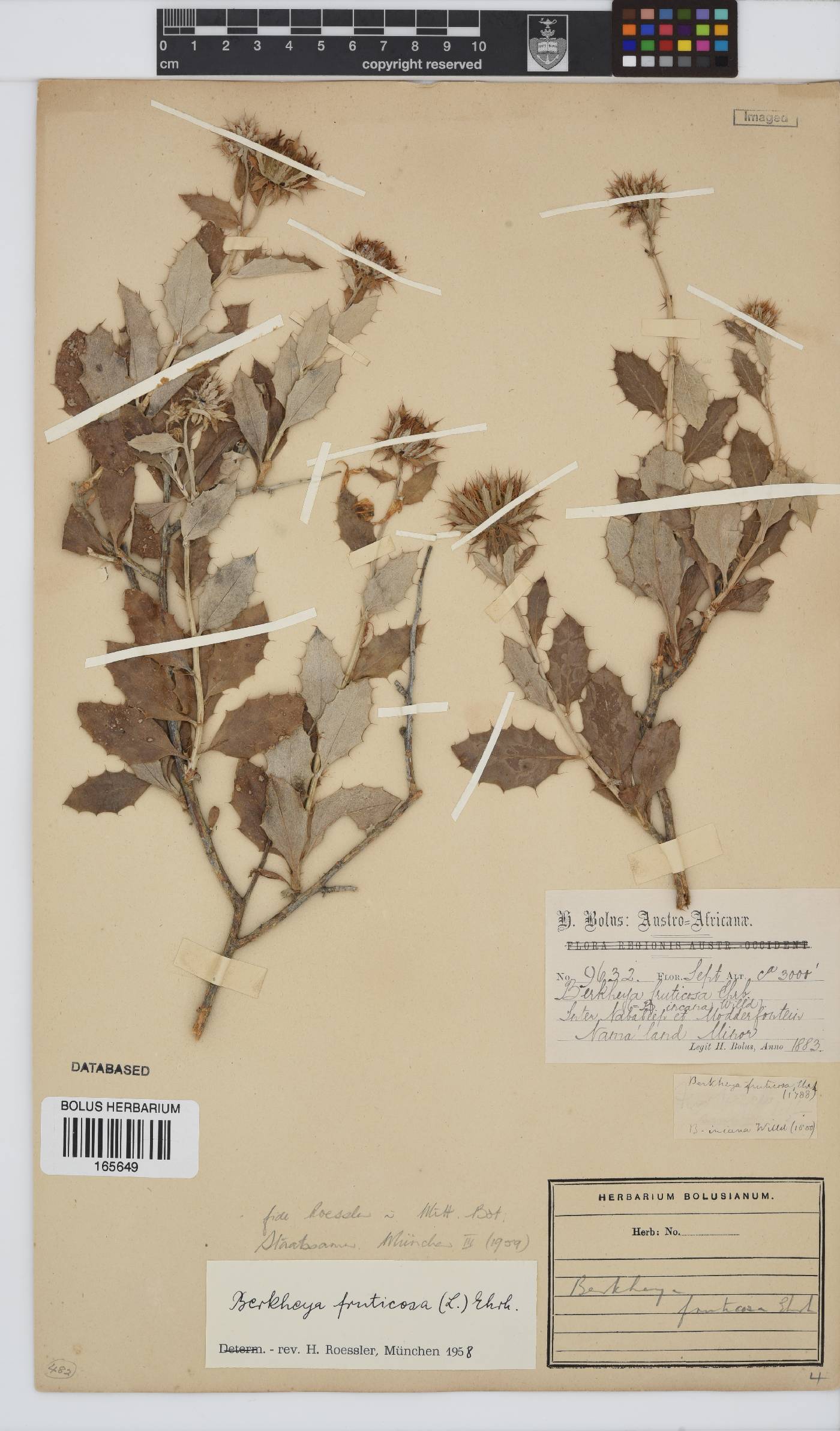 Berkheya fruticosa image