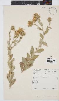Berkheya fruticosa image