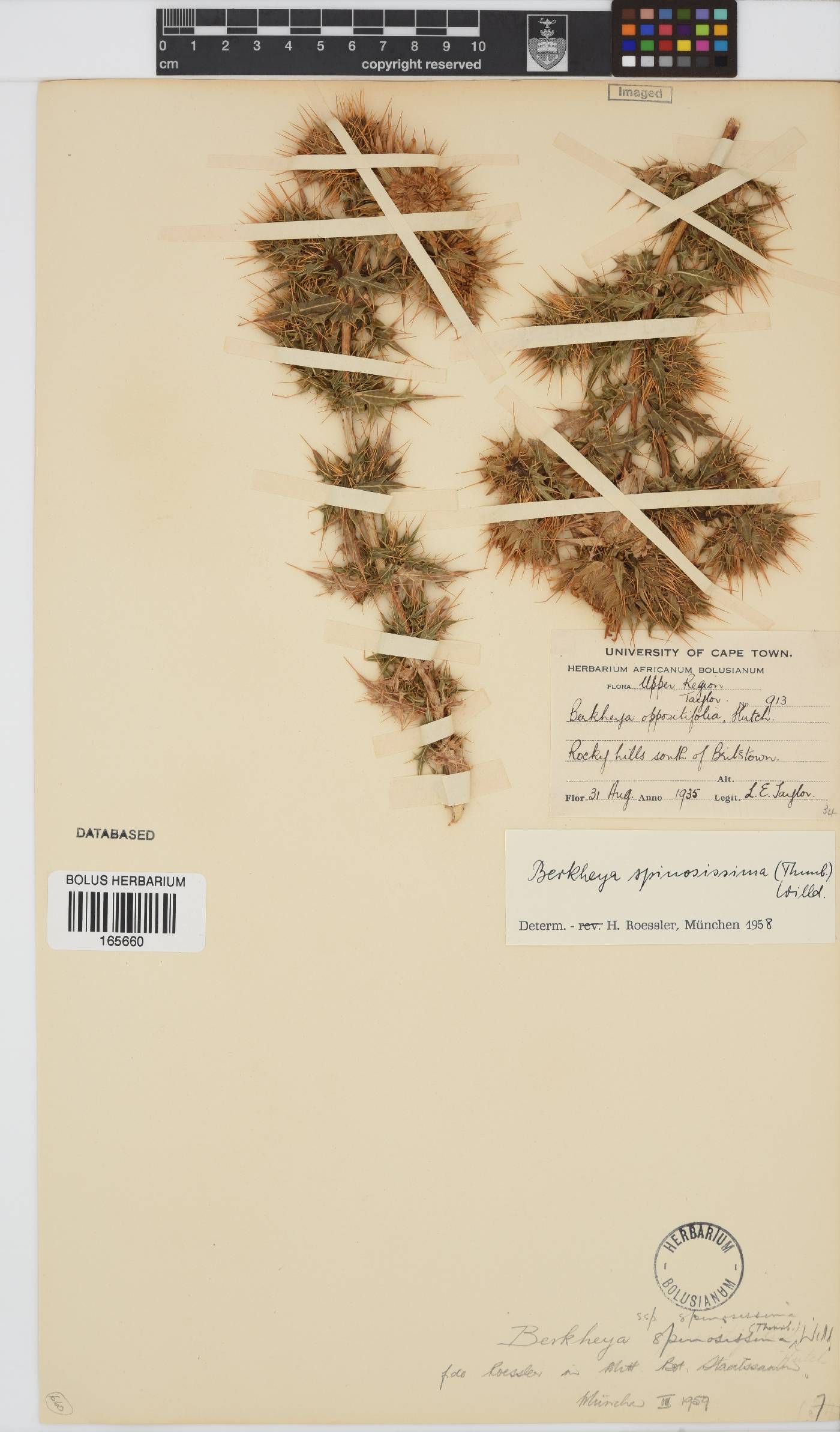 Berkheya spinosissima subsp. spinosissima image