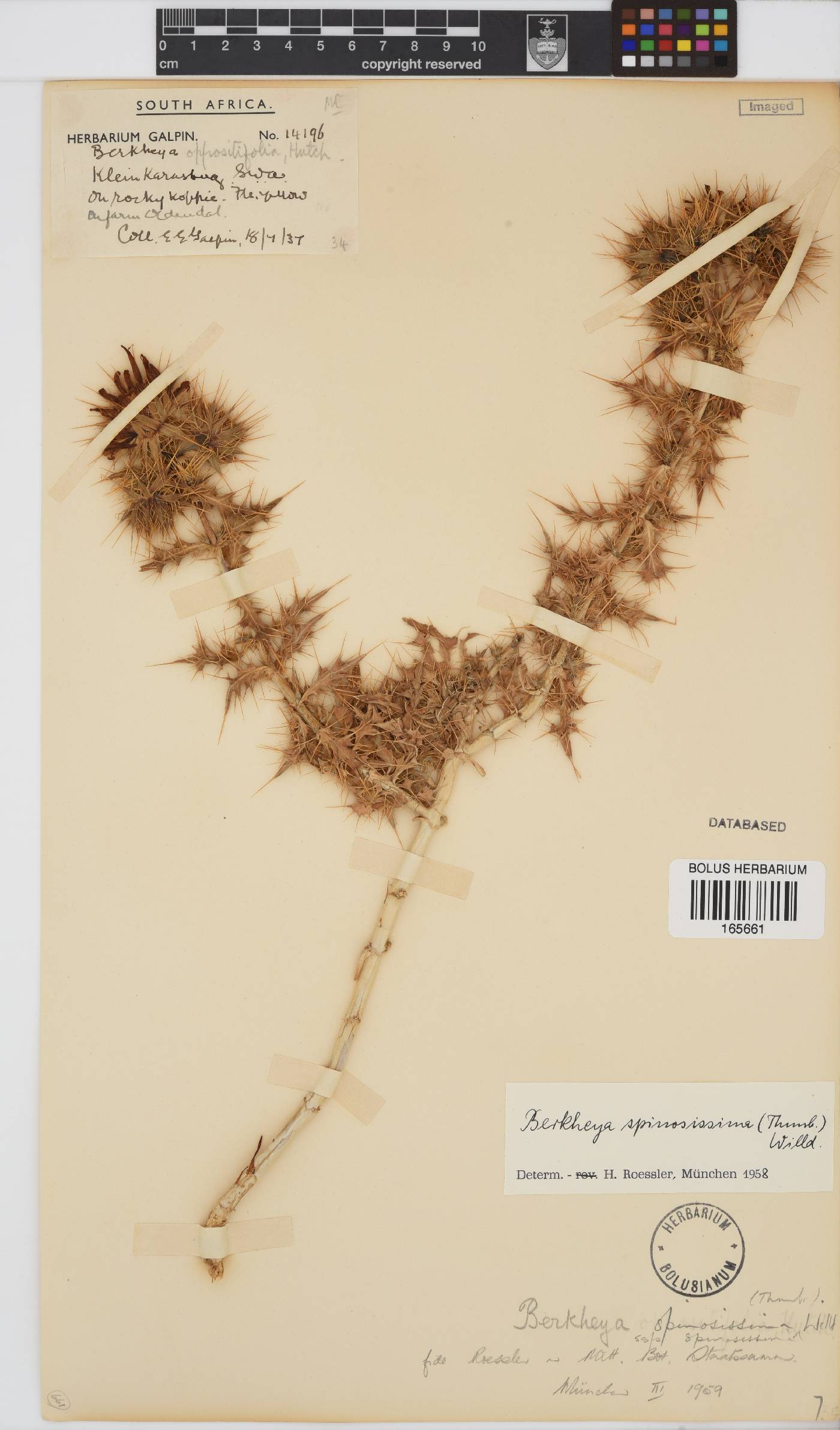 Berkheya spinosissima subsp. spinosissima image