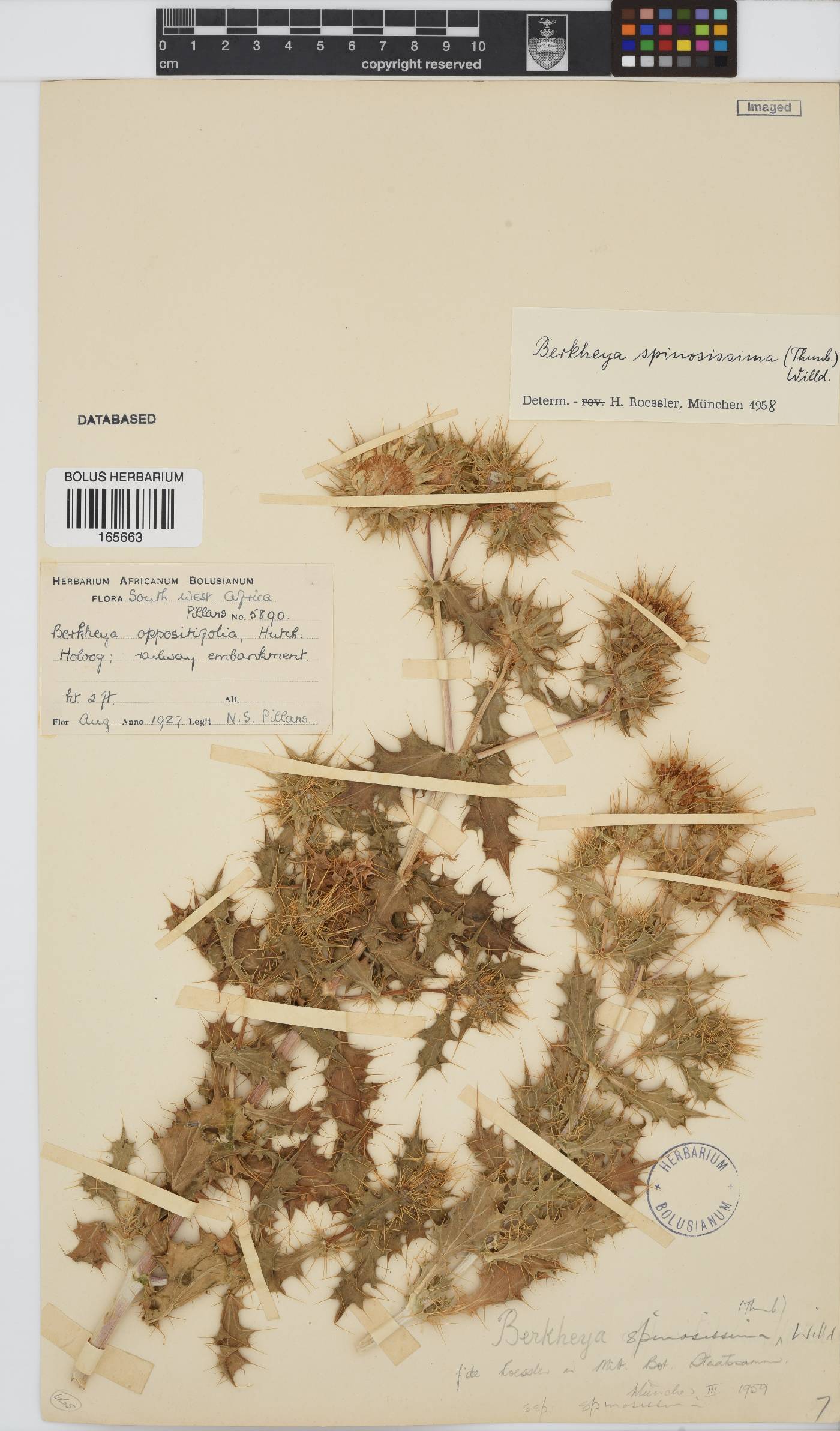 Berkheya spinosissima subsp. spinosissima image