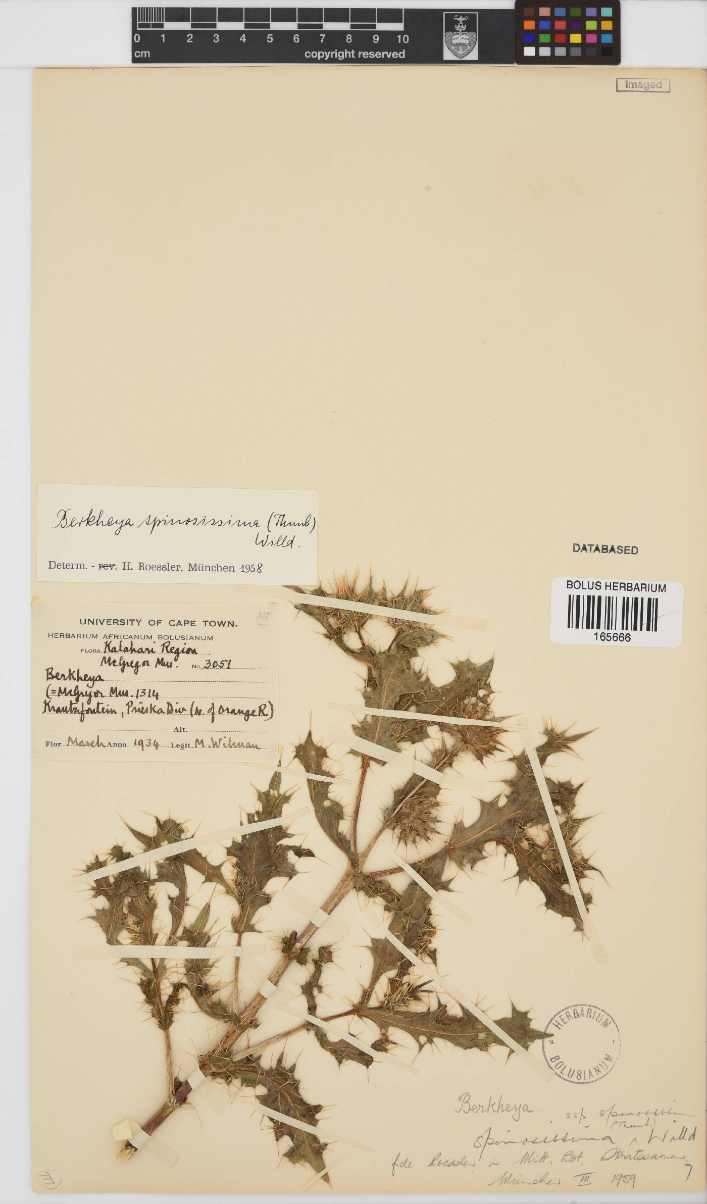 Berkheya spinosissima subsp. spinosissima image