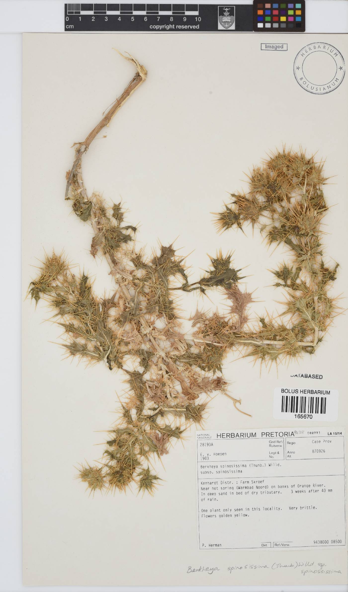 Berkheya spinosissima subsp. spinosissima image