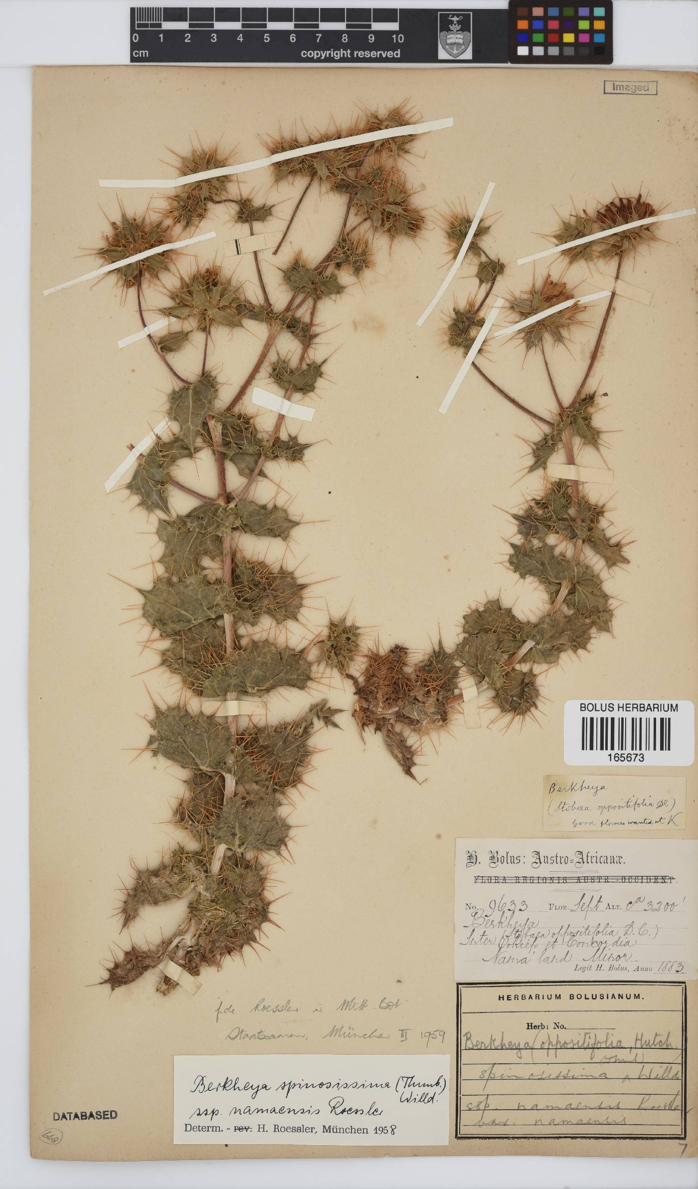 Berkheya spinosissima image