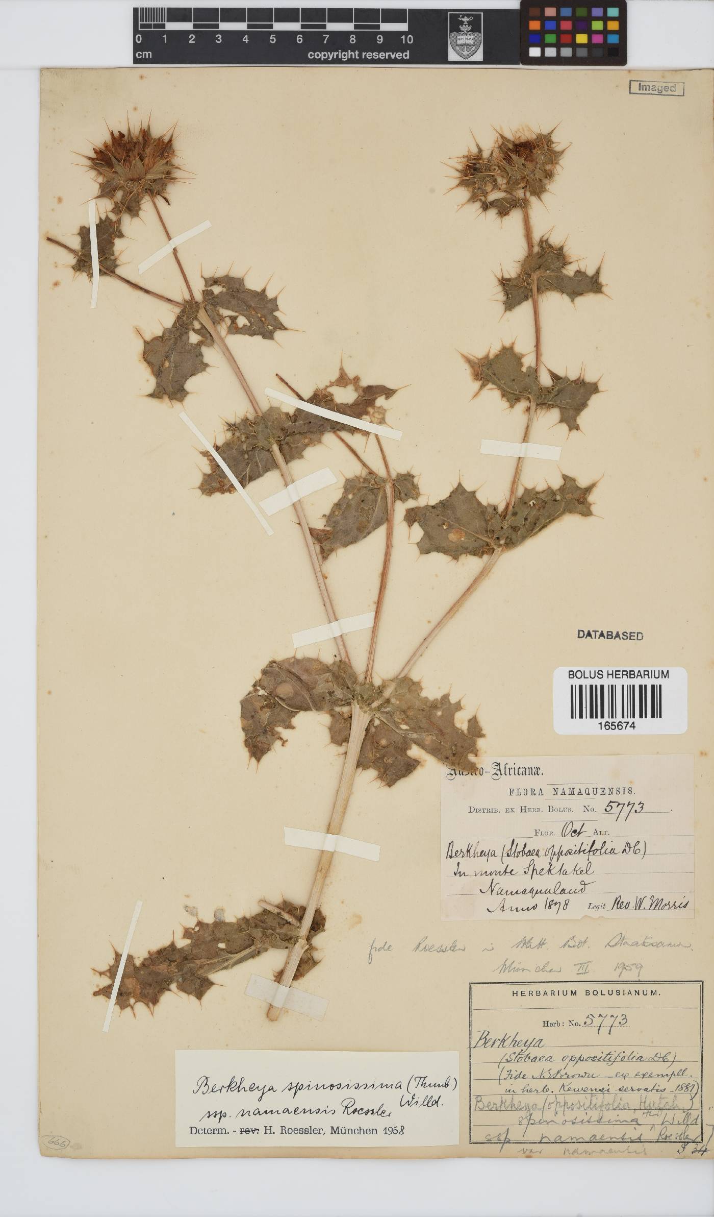 Berkheya spinosissima var. namaensis image