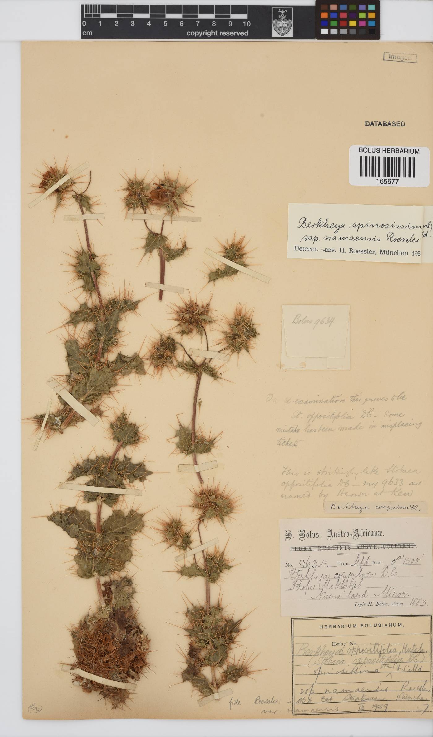 Berkheya spinosissima image