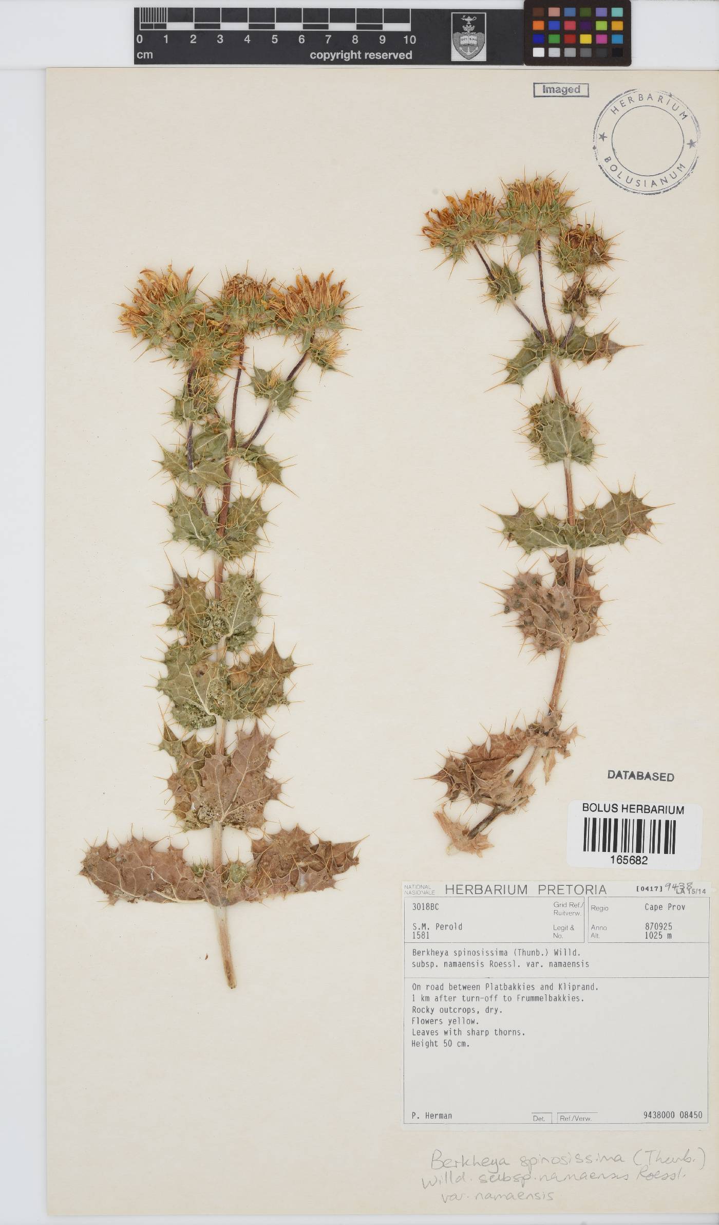 Berkheya spinosissima var. namaensis image