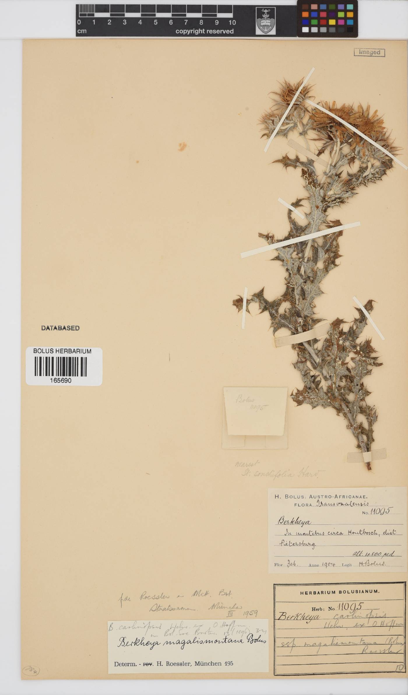 Berkheya carlinopsis image