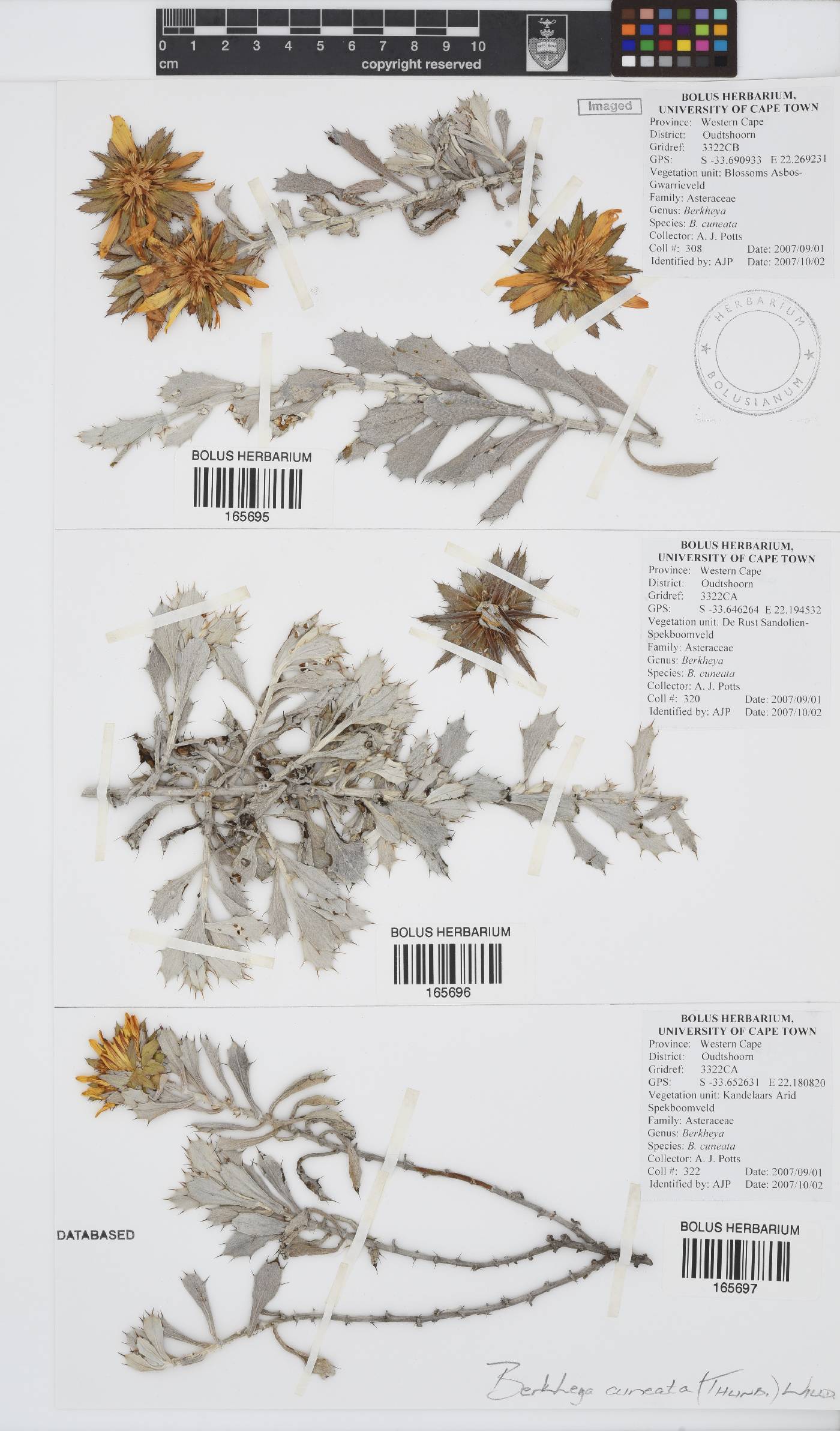 Berkheya cuneata image