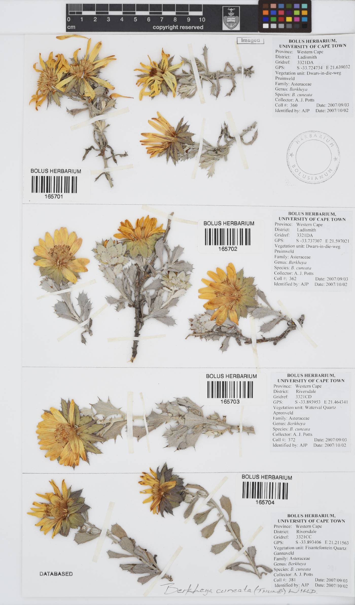 Berkheya cuneata image