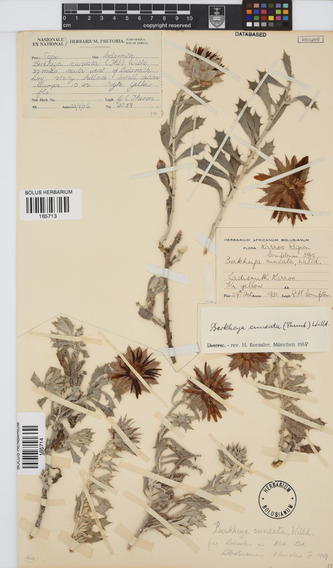 Berkheya cuneata image