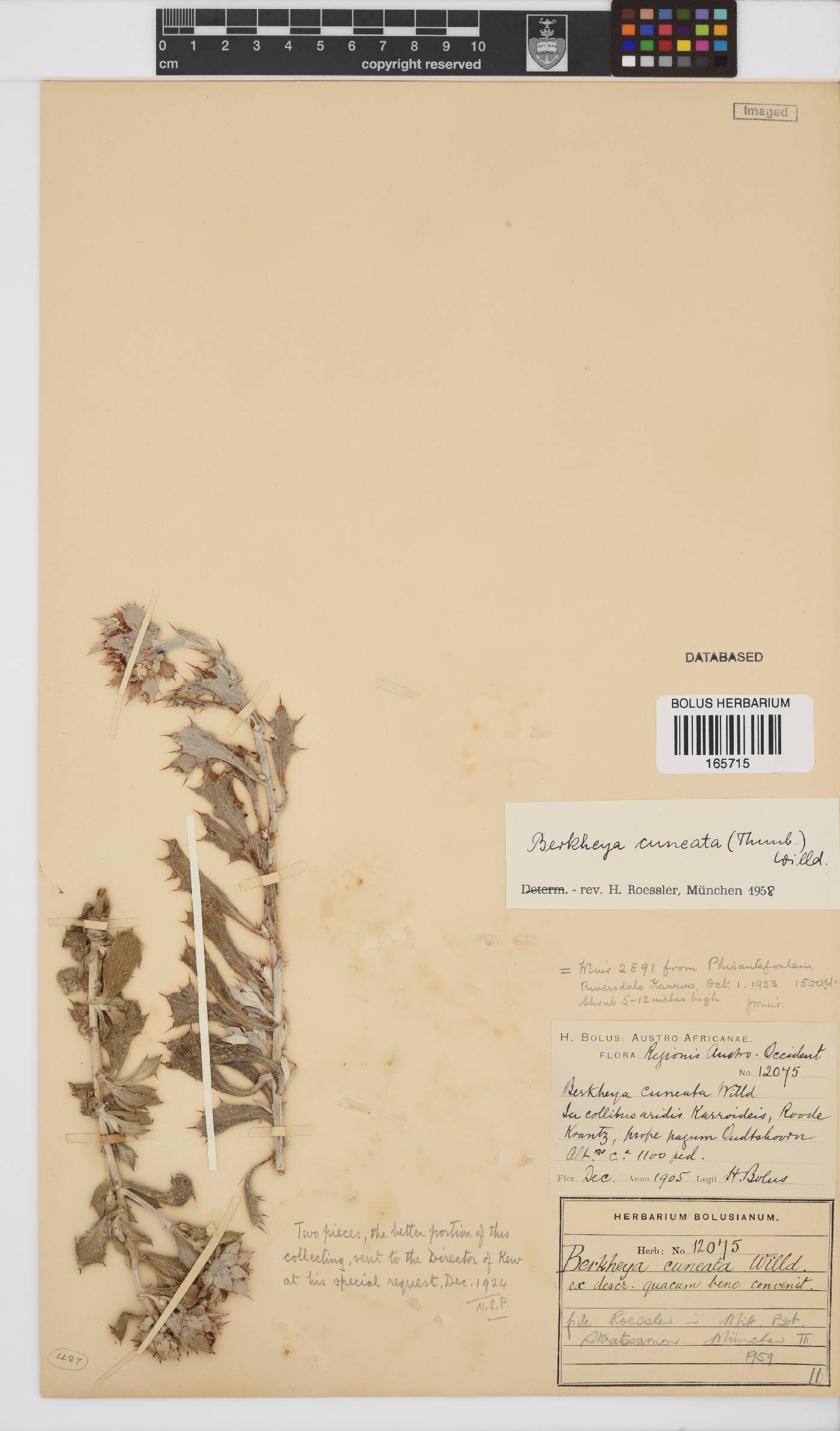Berkheya cuneata image