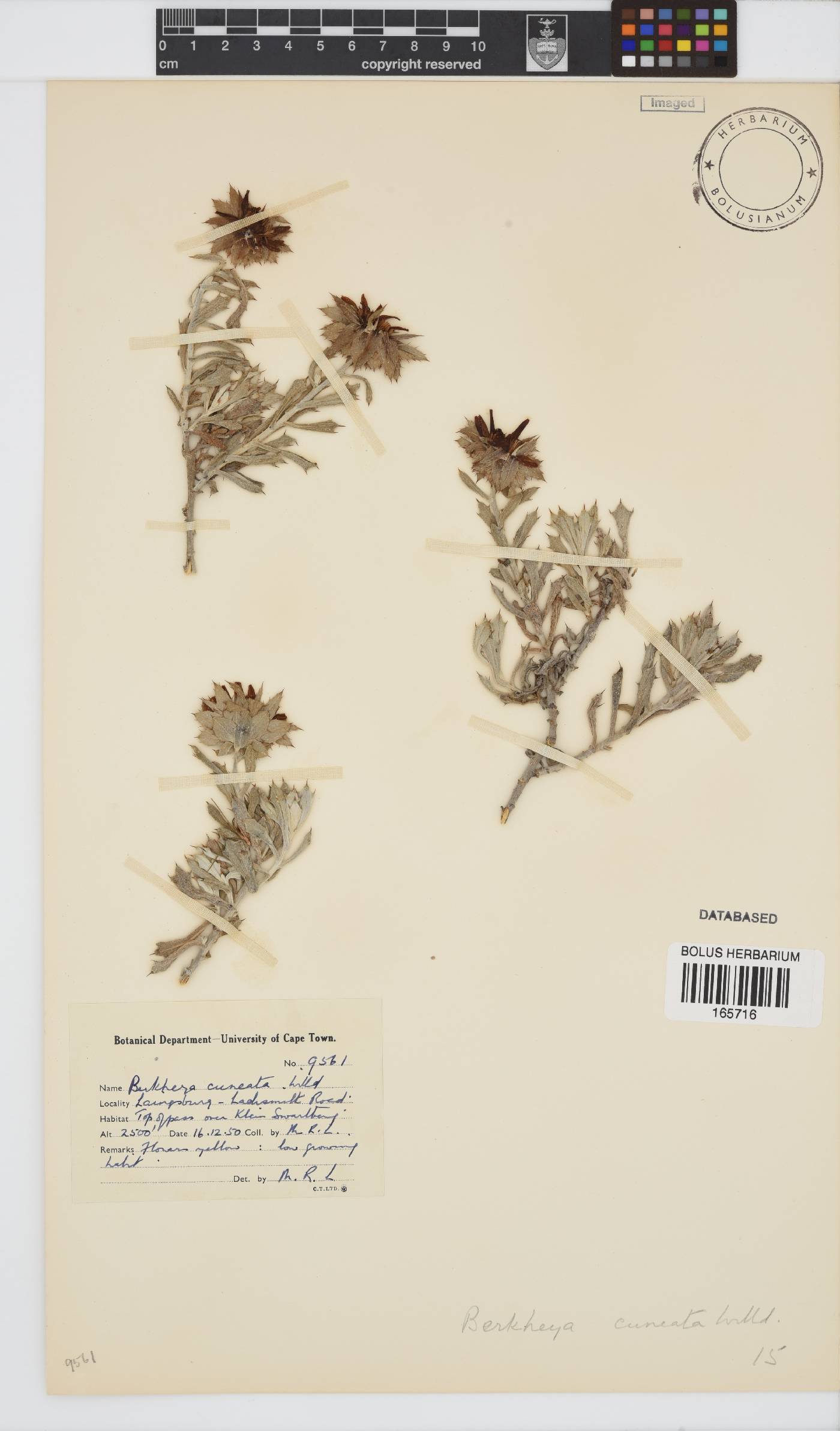 Berkheya cuneata image