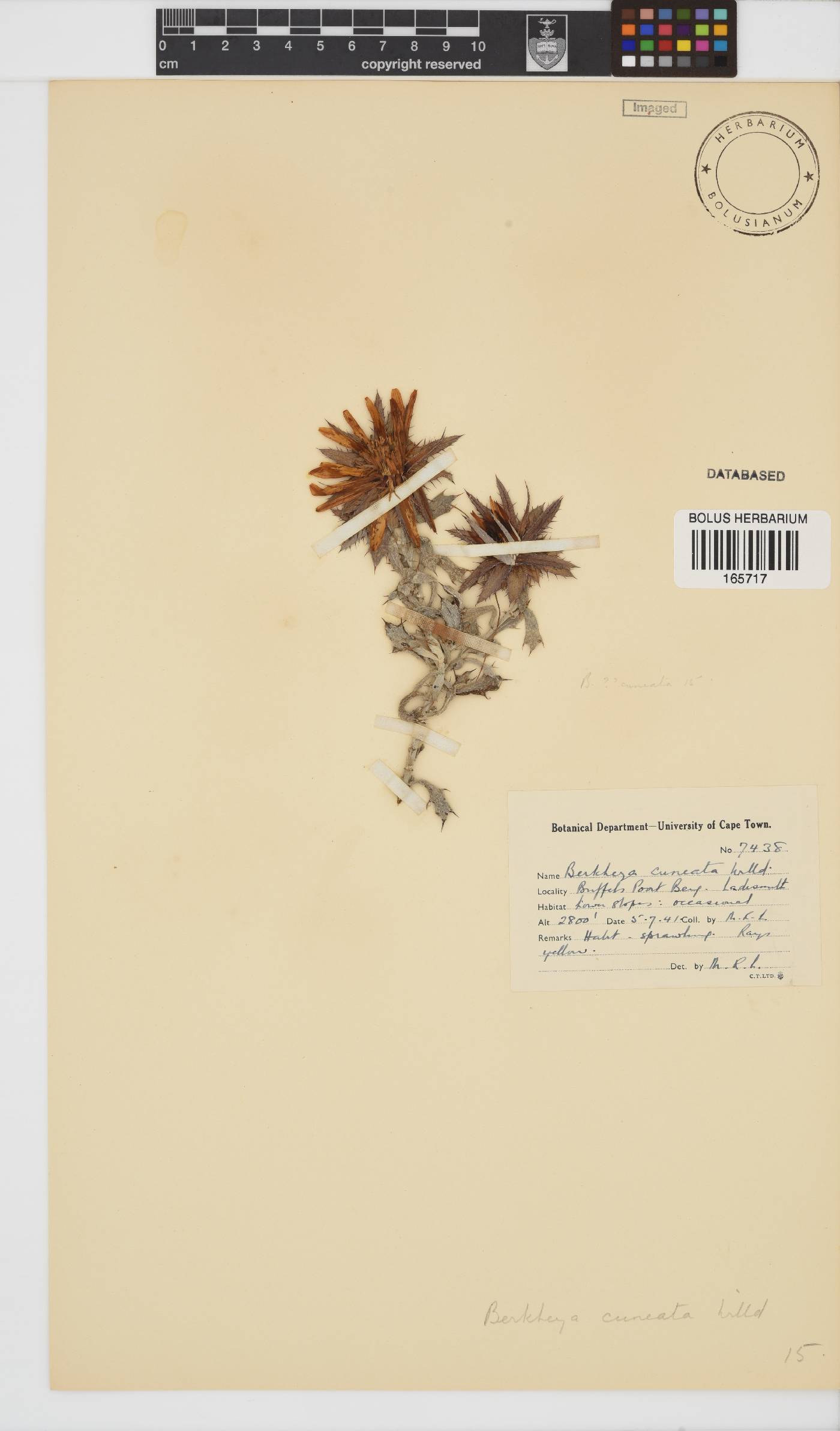 Berkheya cuneata image