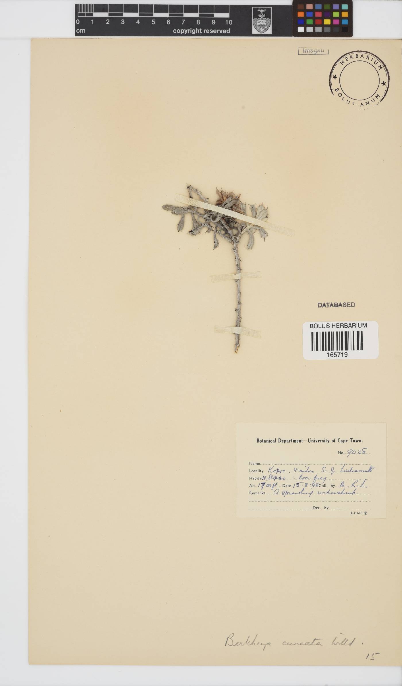 Berkheya cuneata image