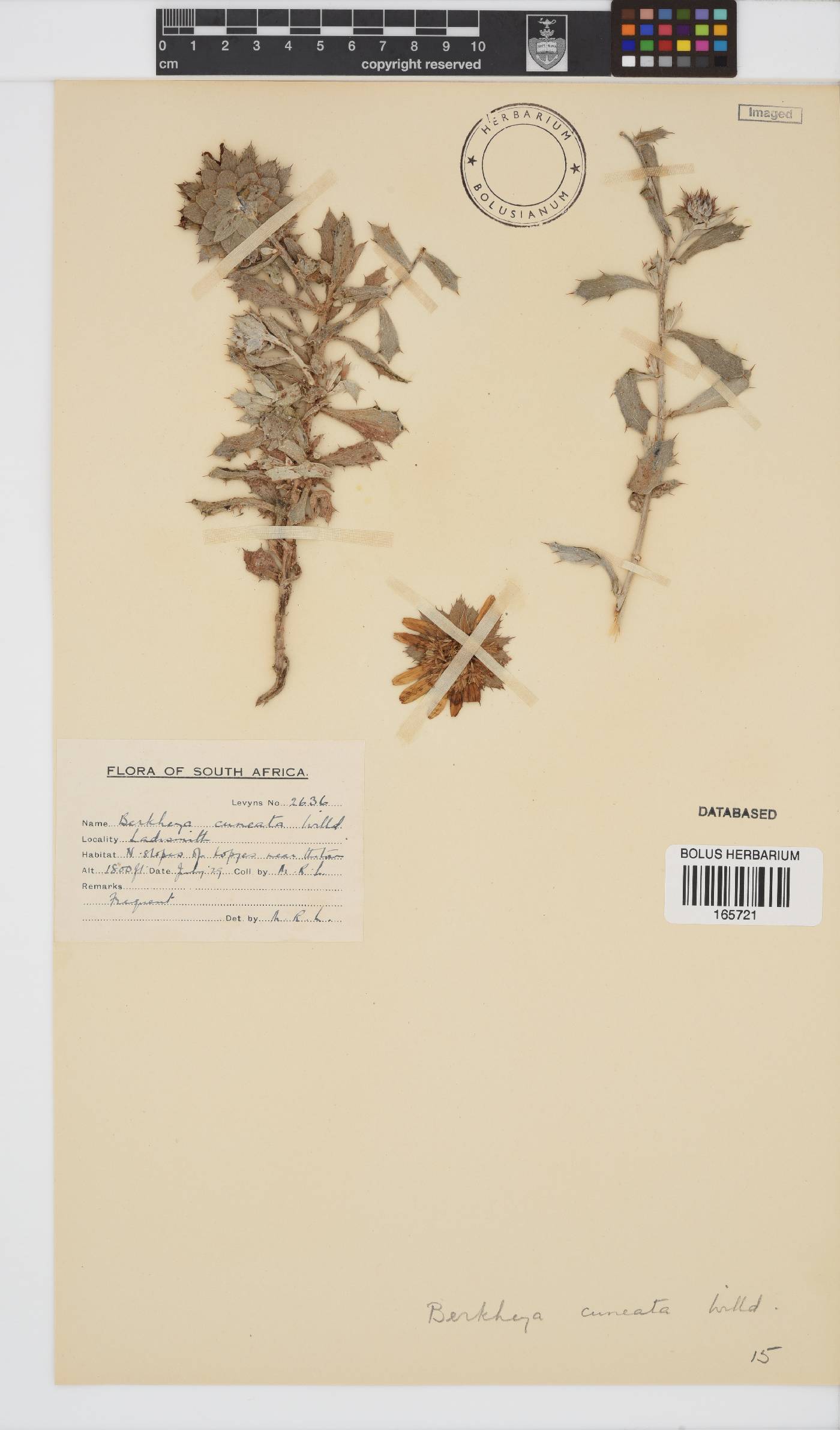 Berkheya cuneata image