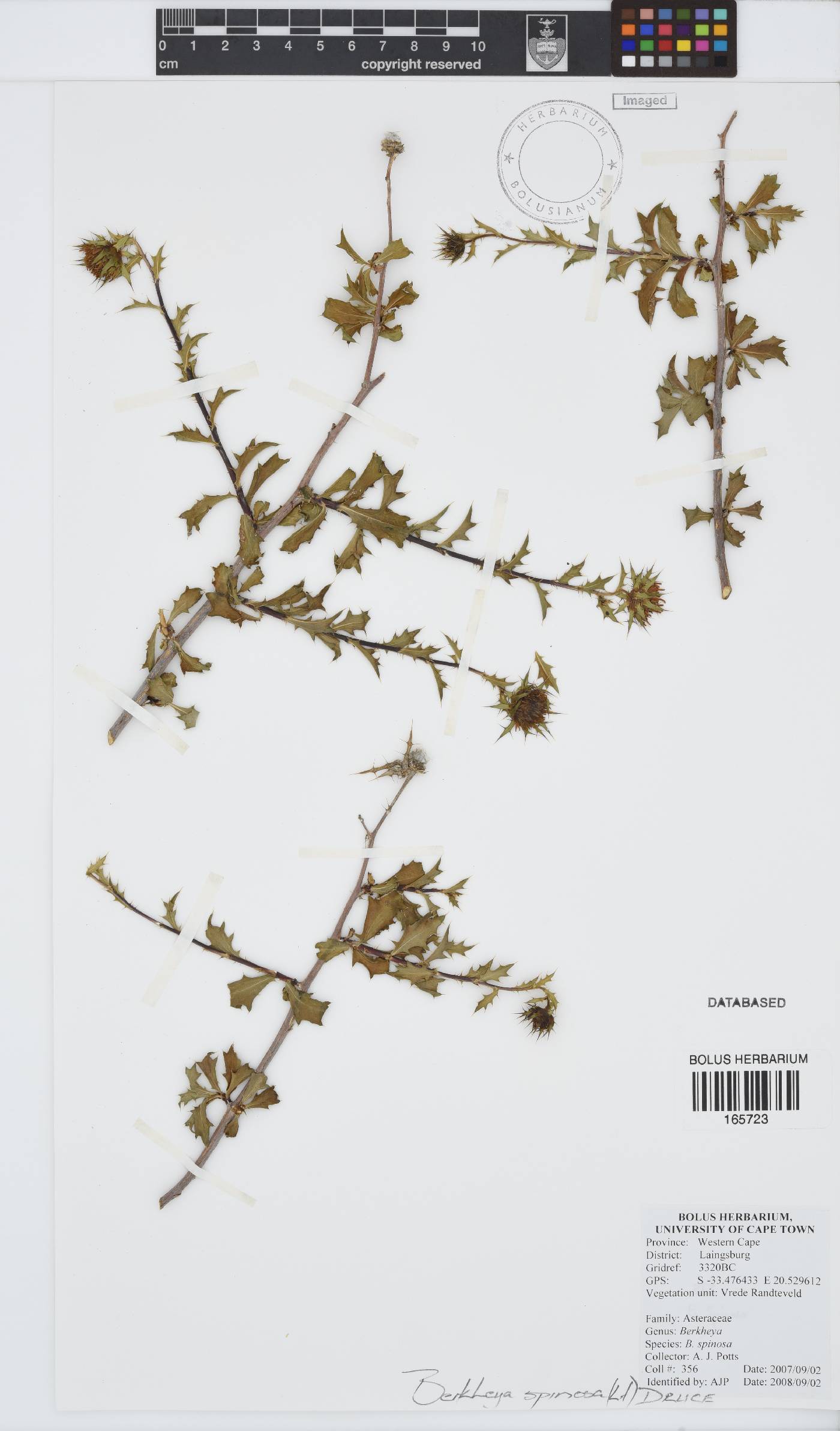 Berkheya spinosa image