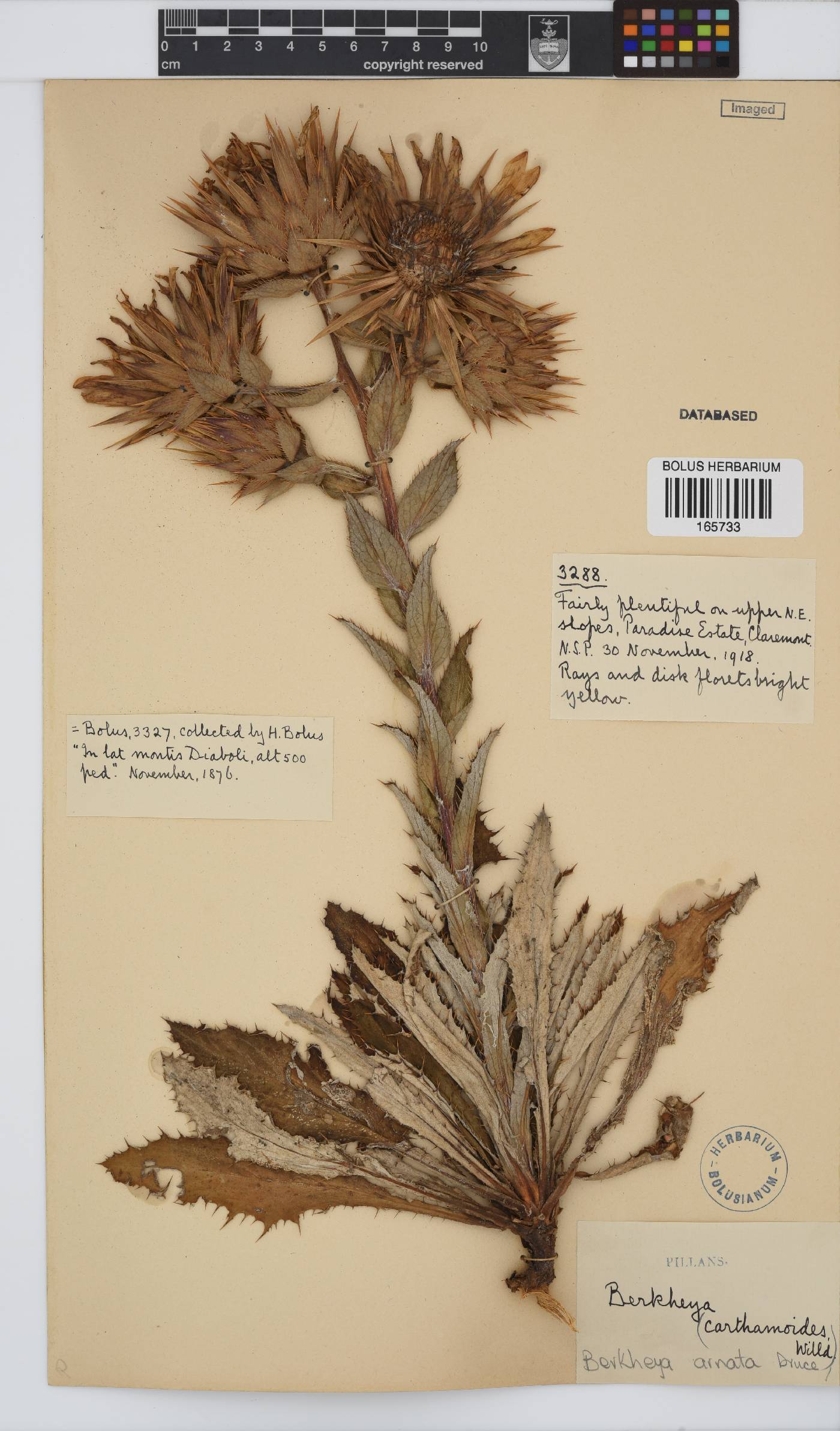 Berkheya armata image