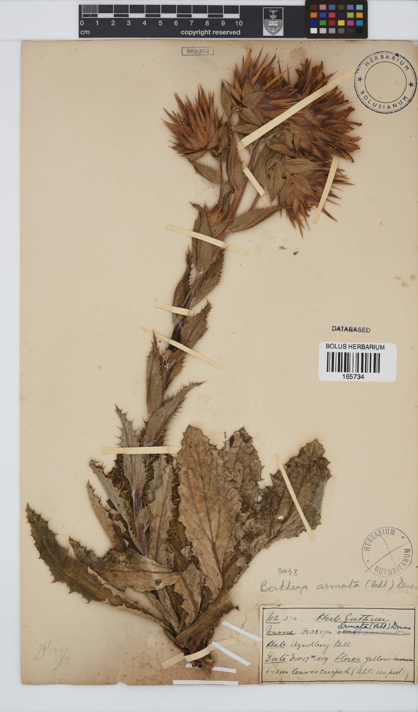 Berkheya armata image