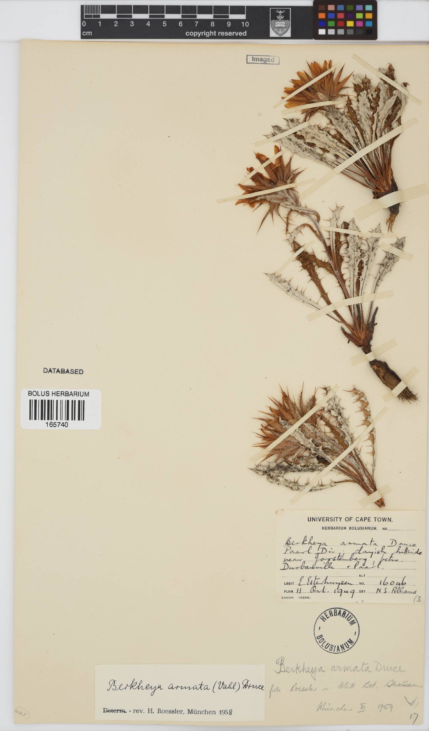 Berkheya armata image