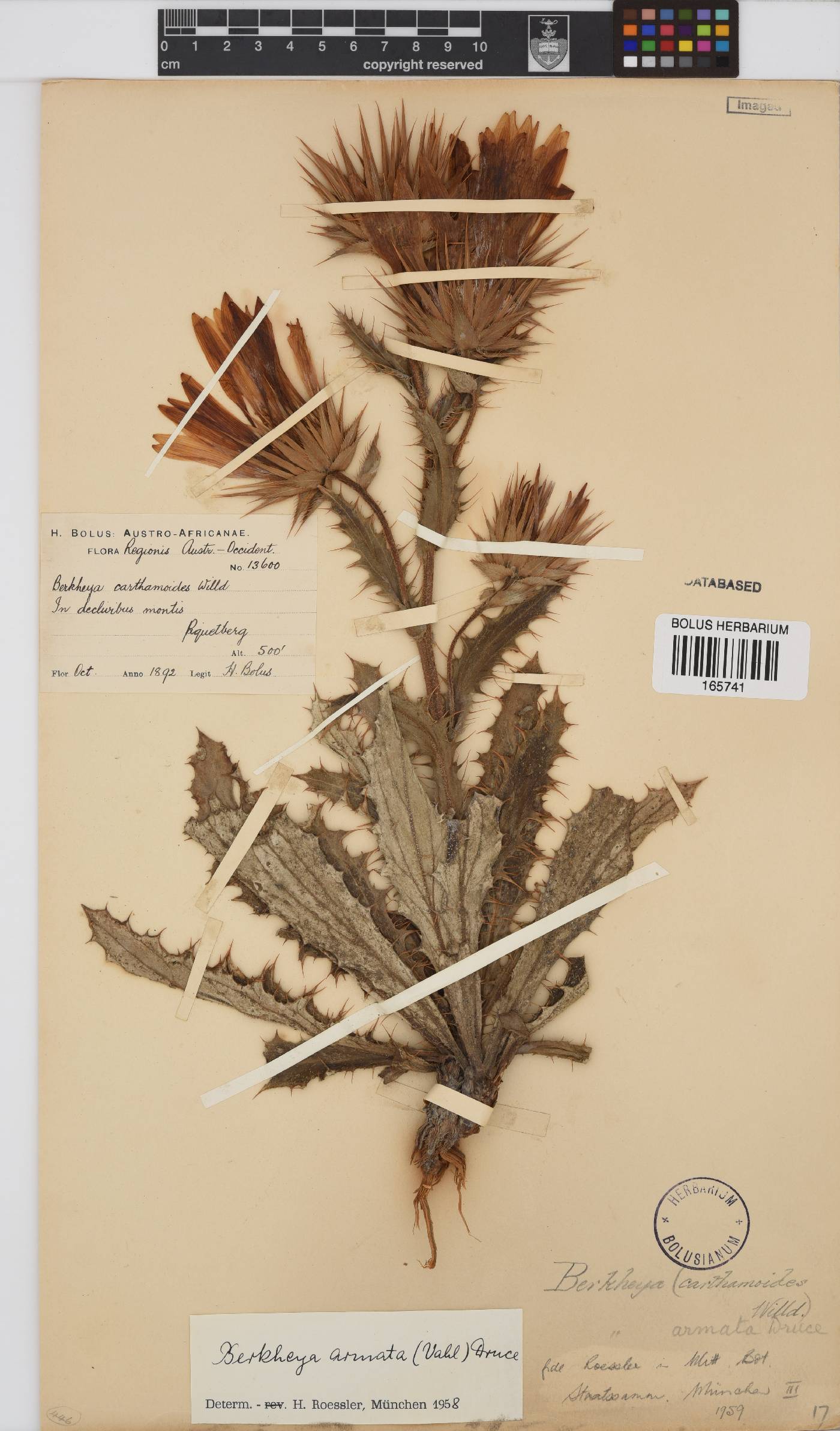 Berkheya armata image
