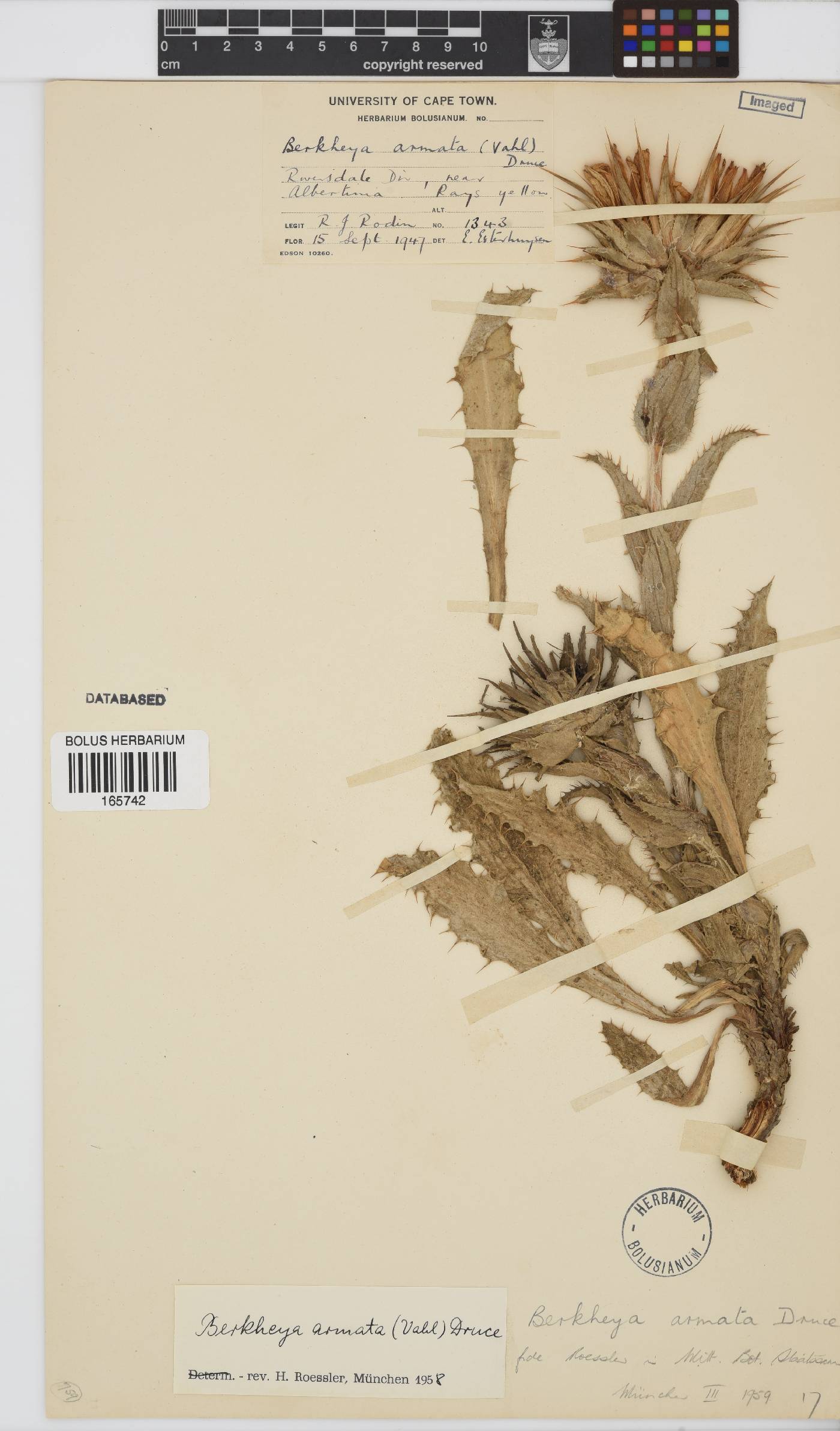 Berkheya armata image