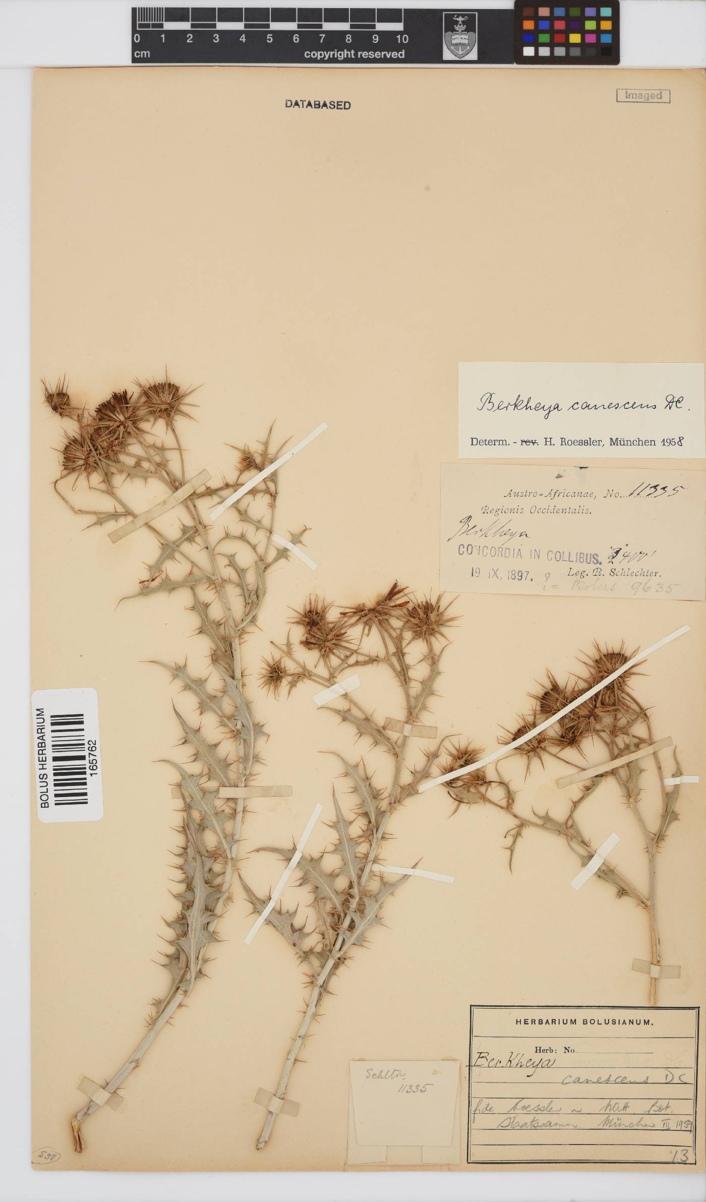 Berkheya canescens image