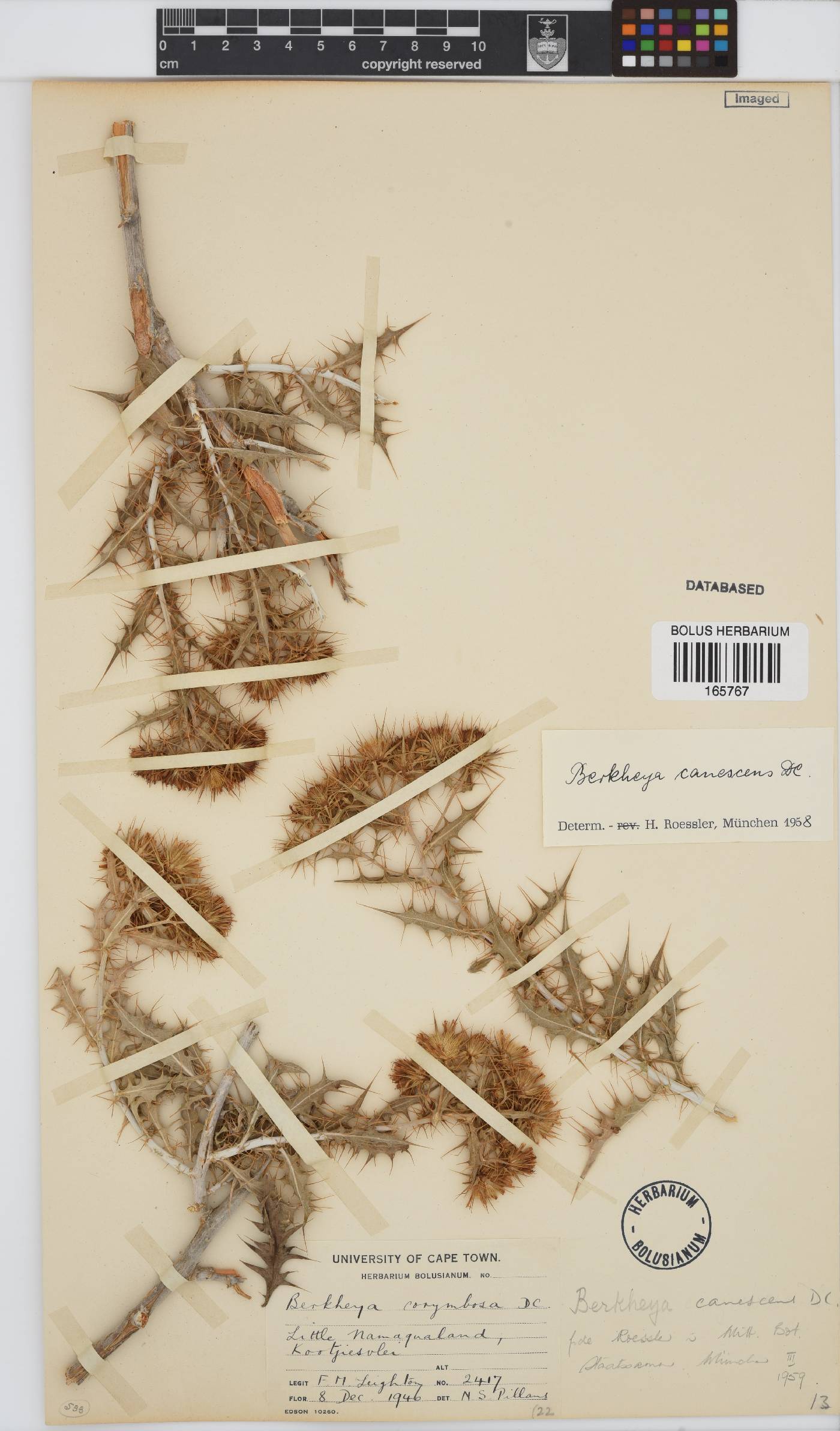 Berkheya canescens image