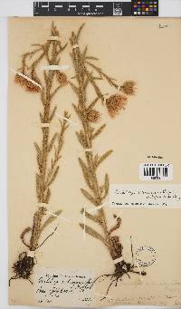 Image of Berkheya echinacea