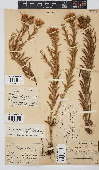 Berkheya echinacea subsp. echinacea image