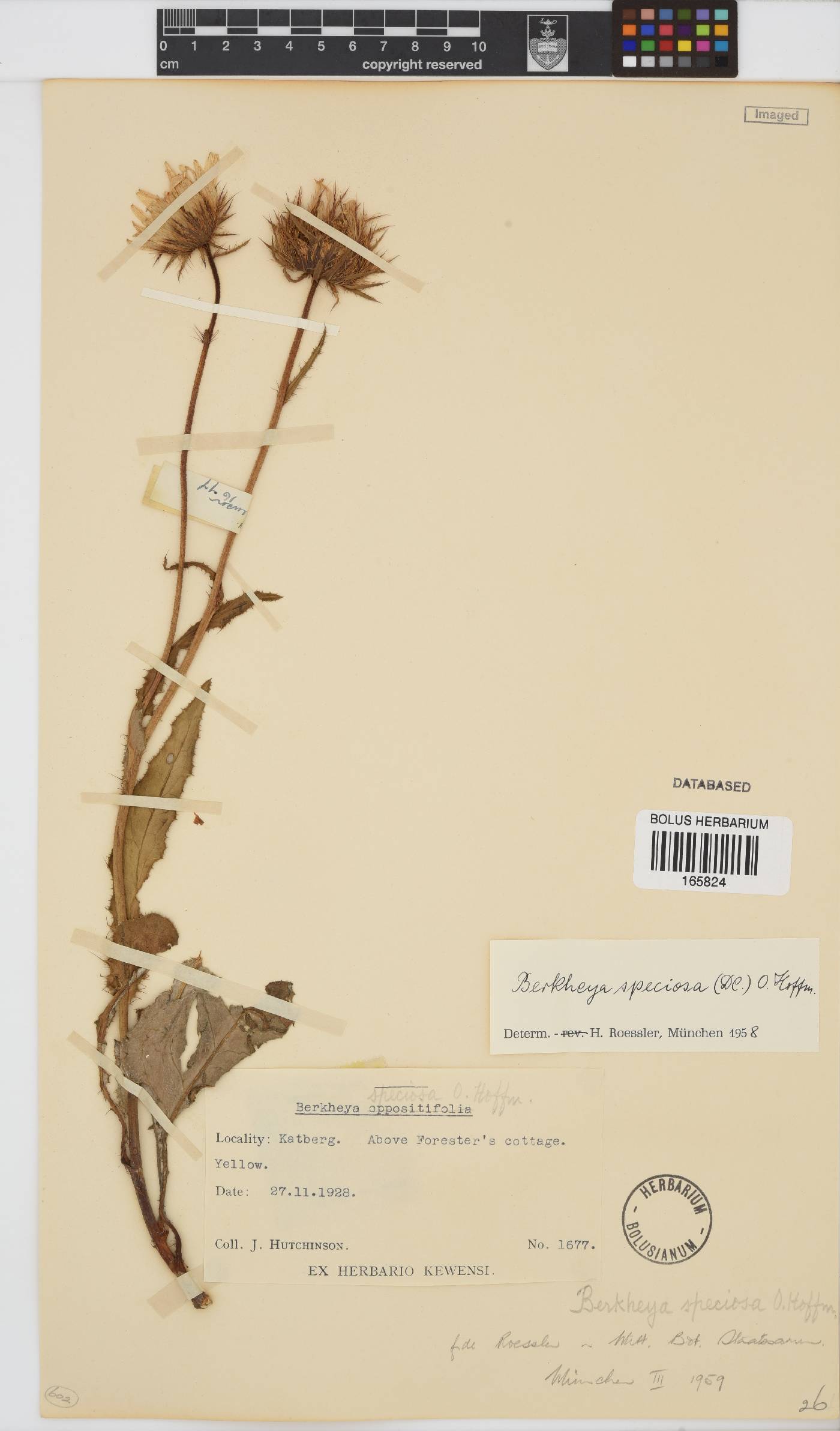 Berkheya speciosa subsp. speciosa image