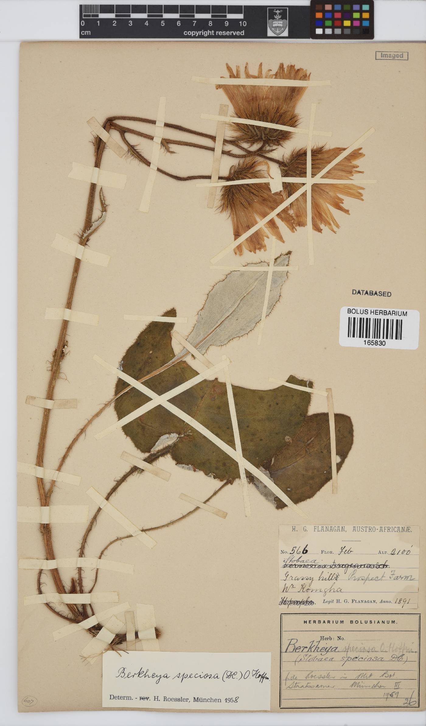 Berkheya speciosa image