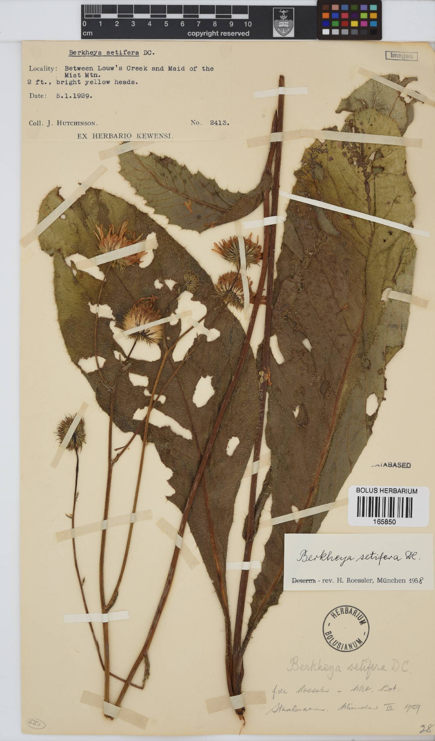 Berkheya setifera image