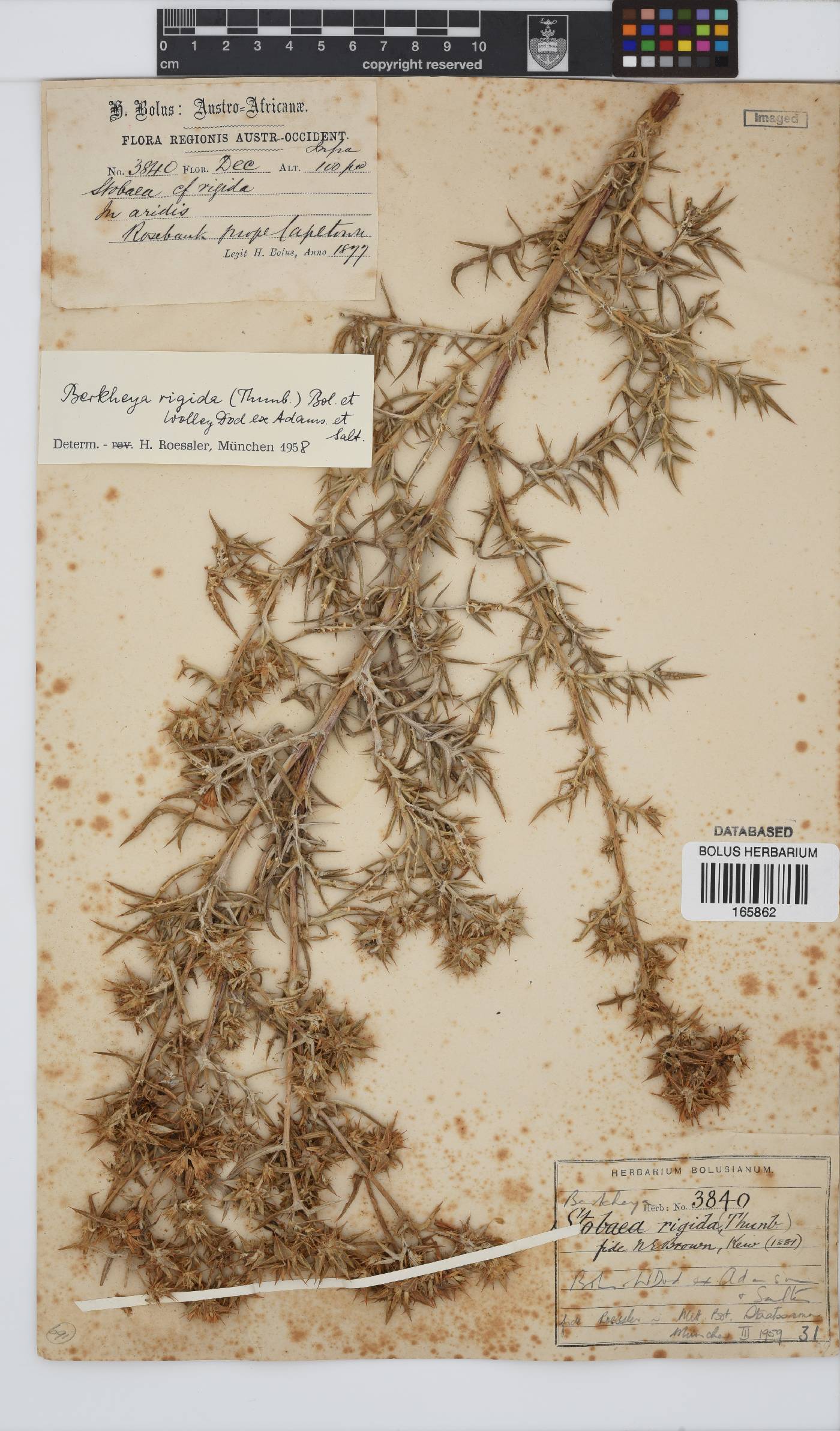 Berkheya rigida image