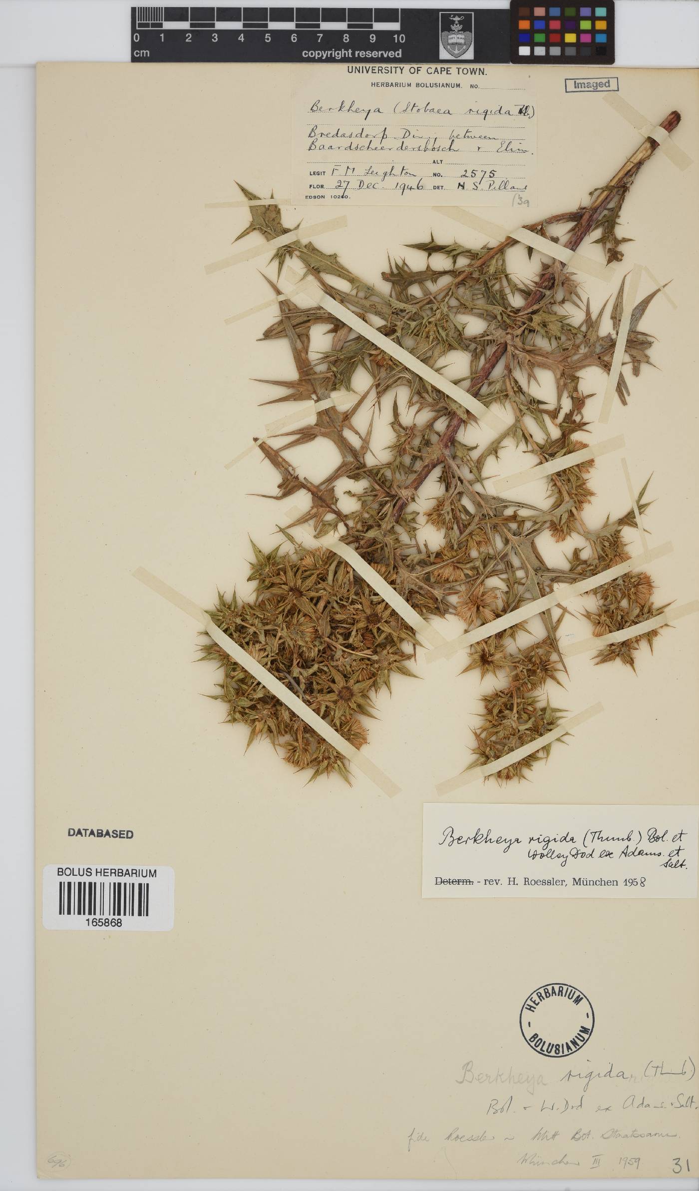 Berkheya rigida image