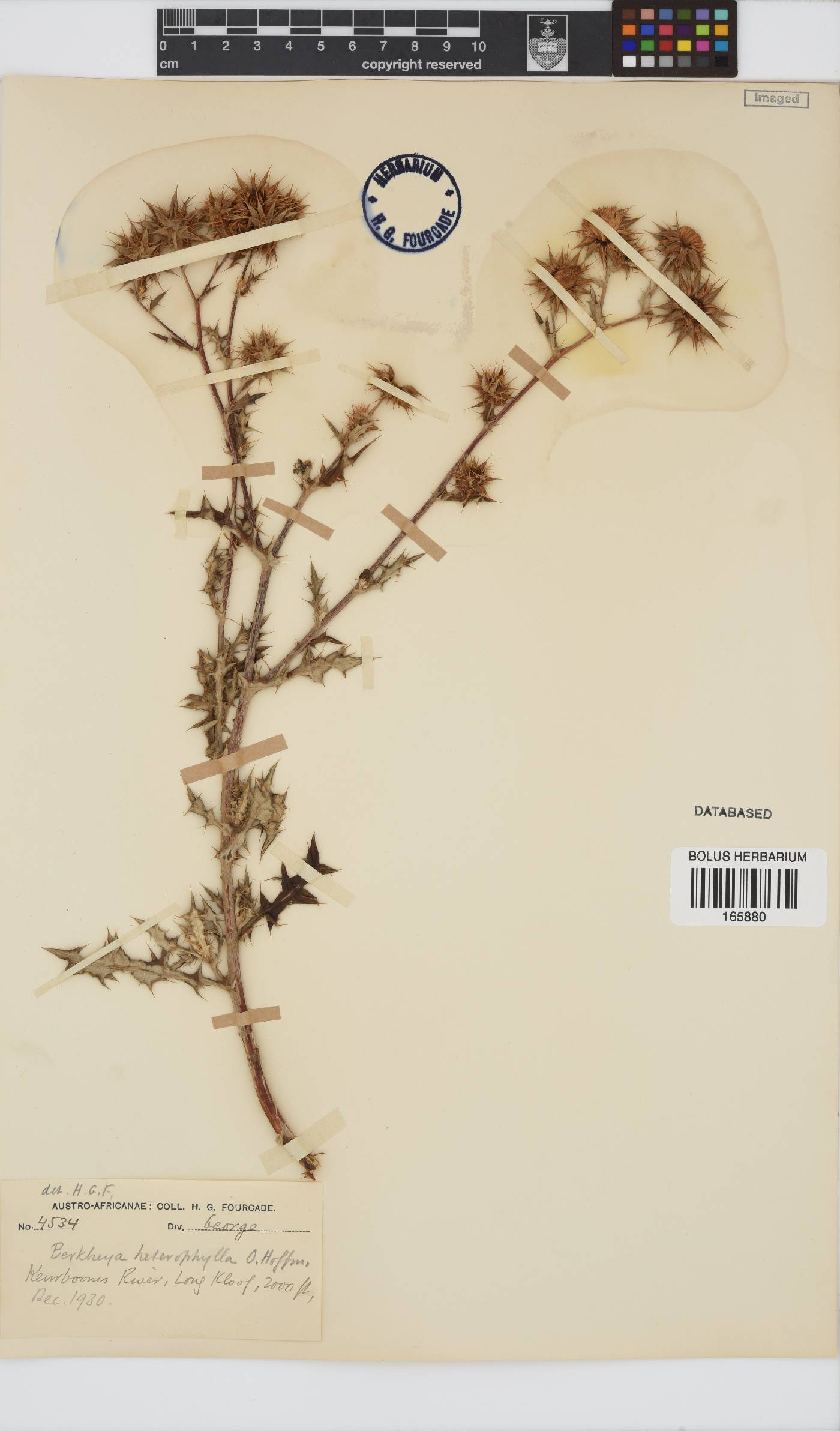 Berkheya heterophylla image