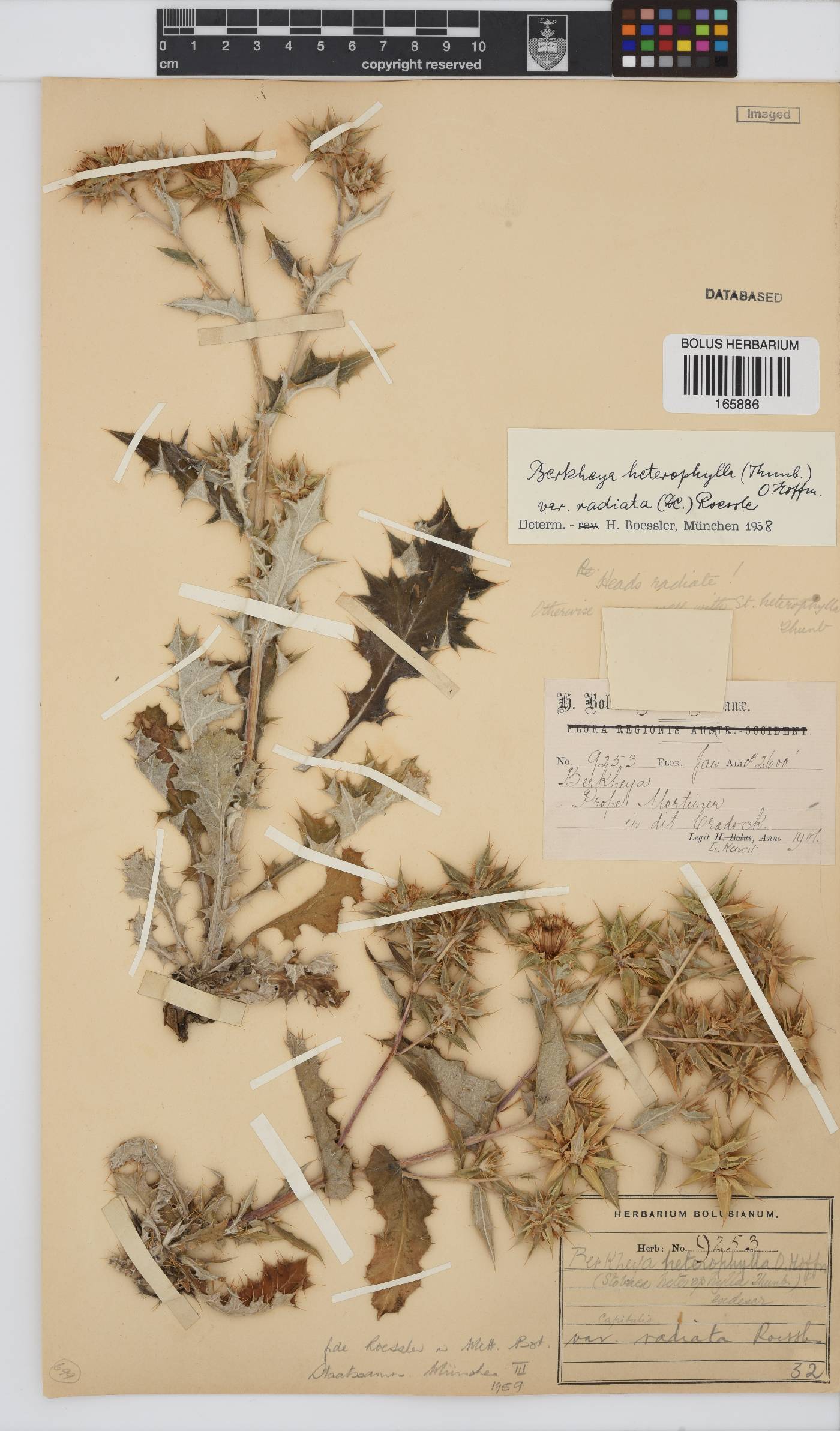 Berkheya heterophylla image