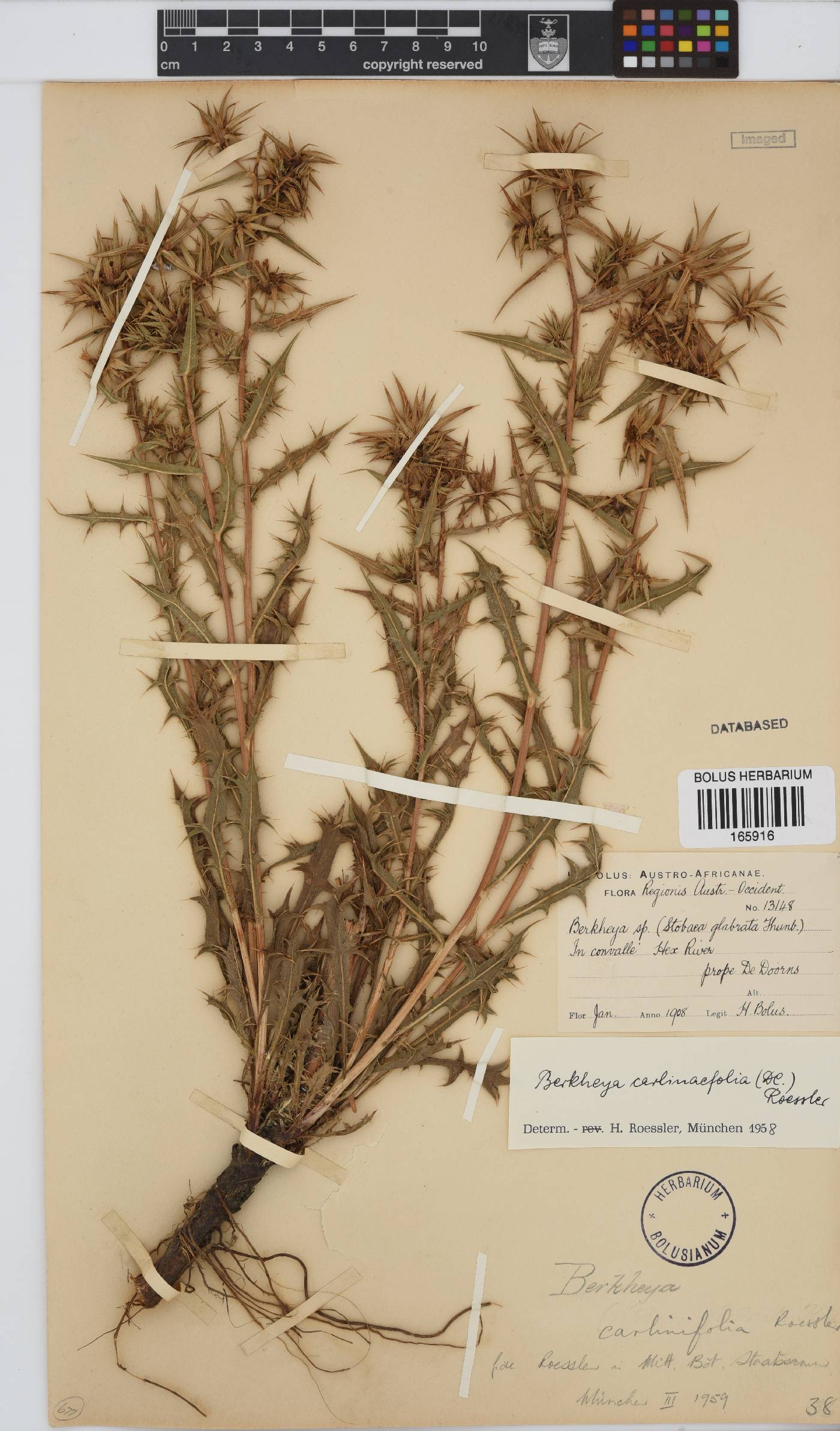 Berkheya carlinifolia subsp. carlinifolia image