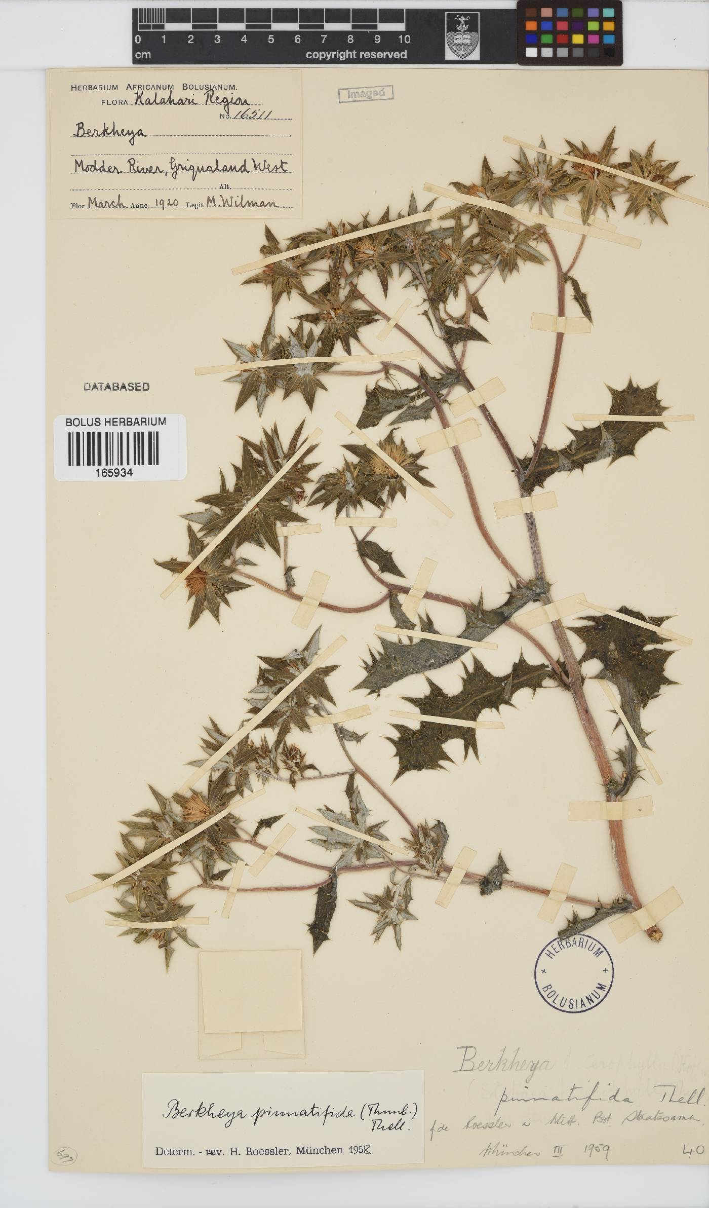 Berkheya pinnatifida subsp. pinnatifida image