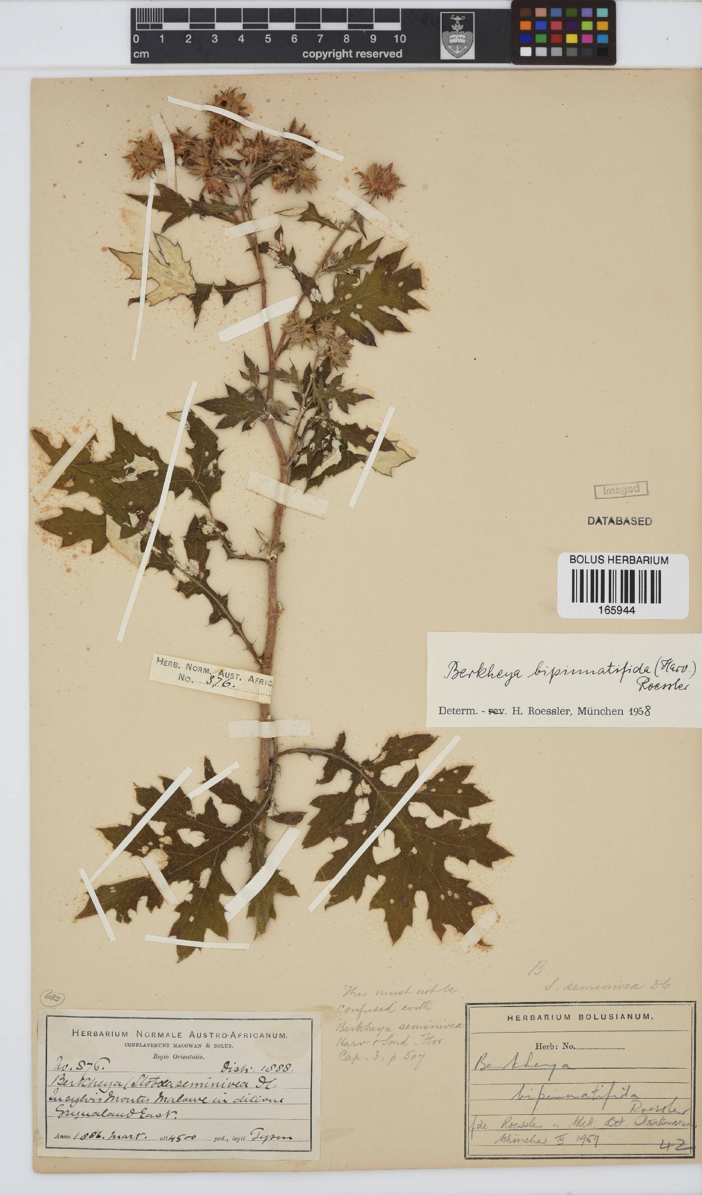 Berkheya bipinnatifida subsp. bipinnatifida image