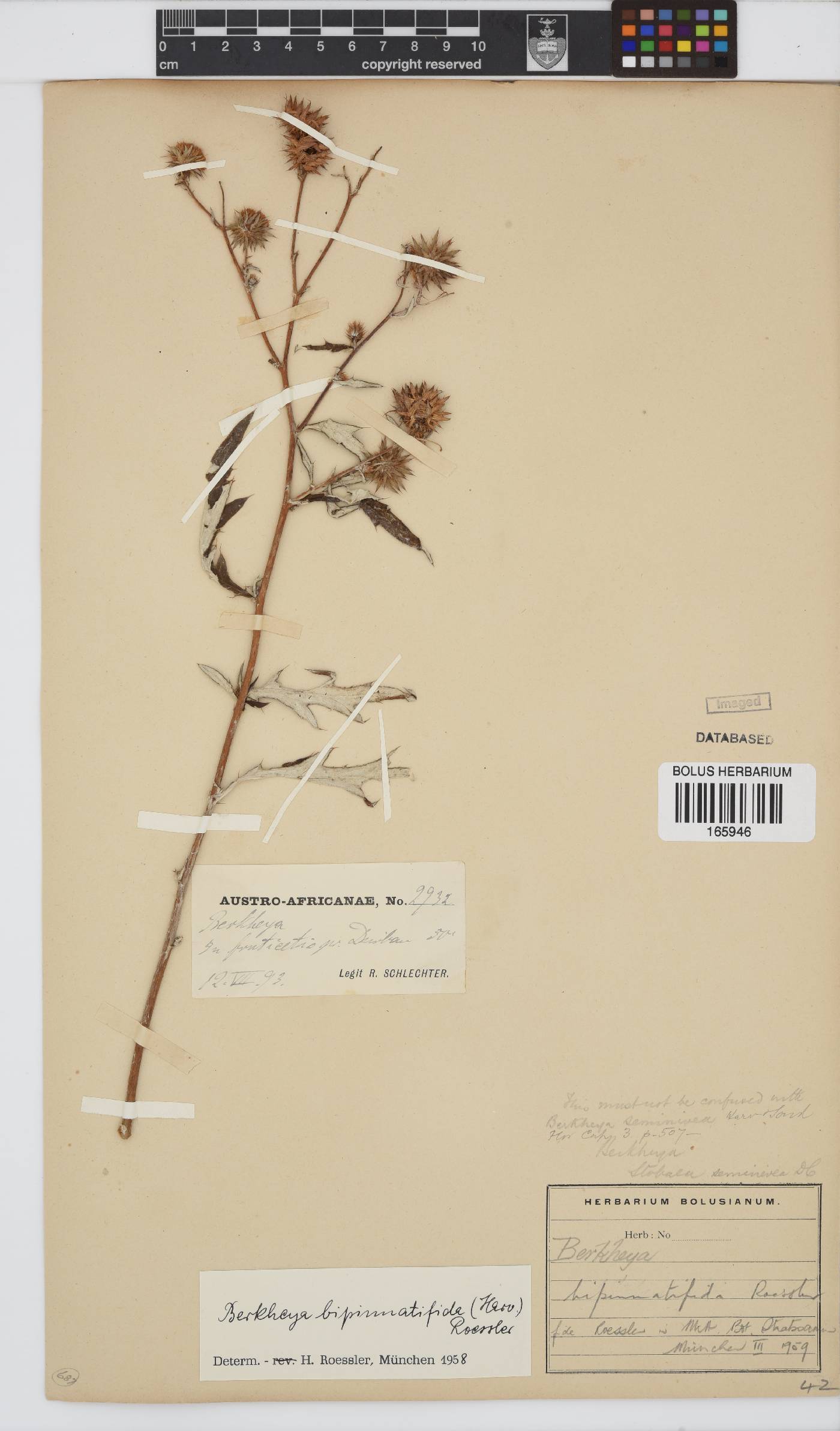 Berkheya bipinnatifida image